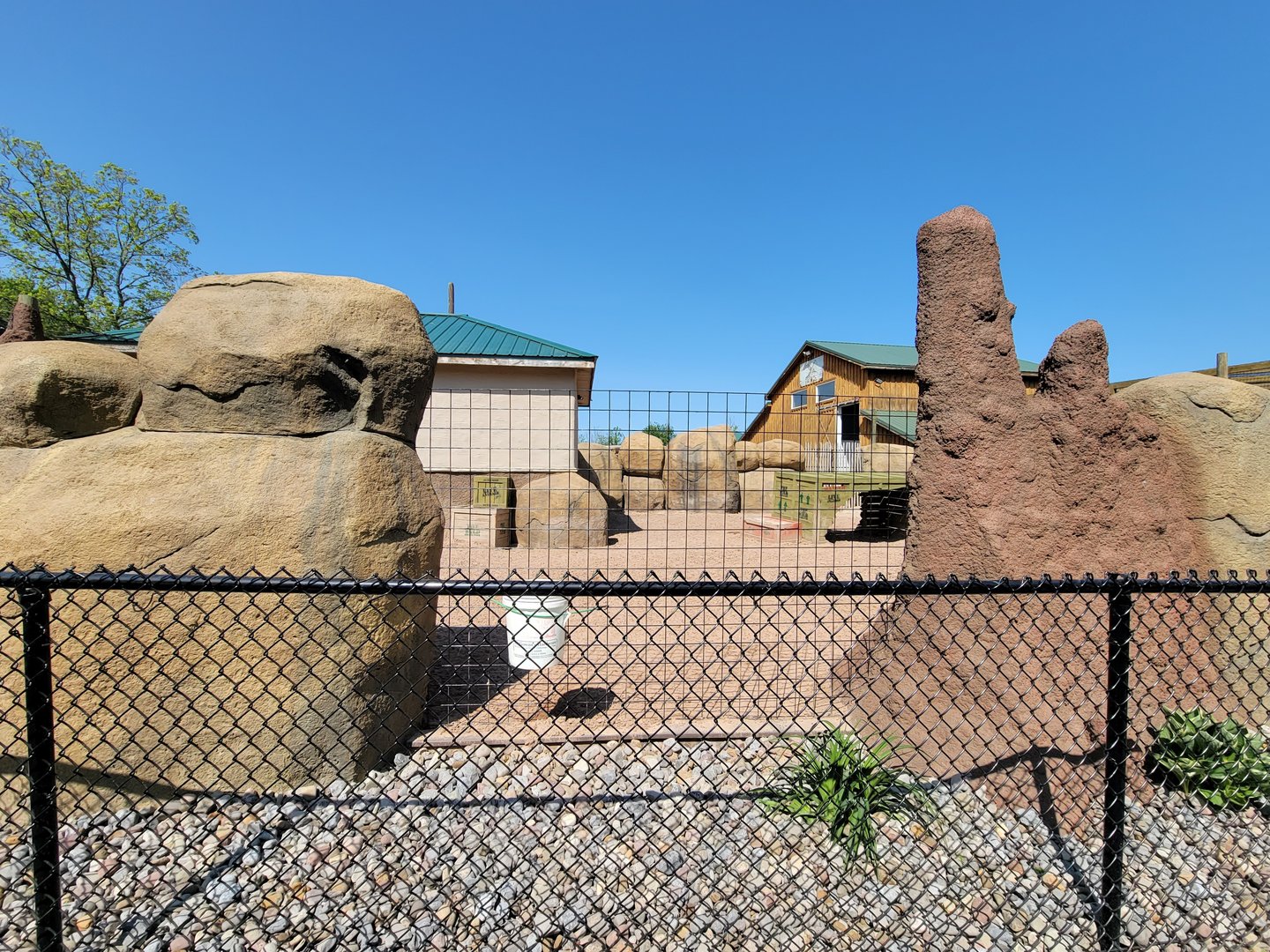 Wild Animal Park - Warthogs