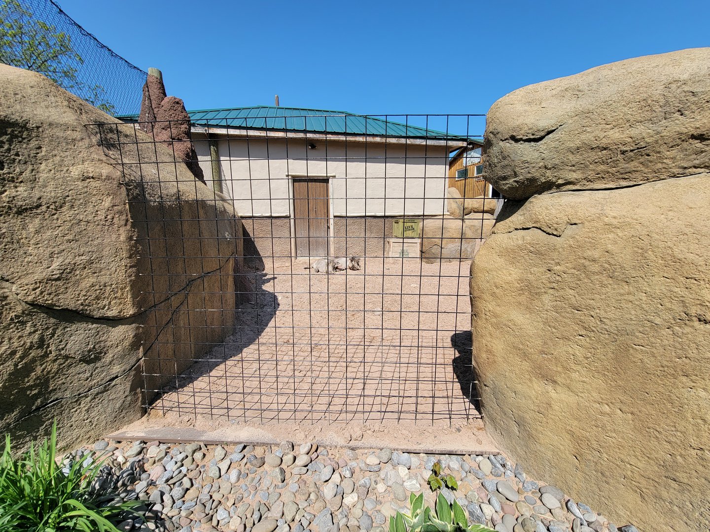 Wild Animal Park - Warthogs