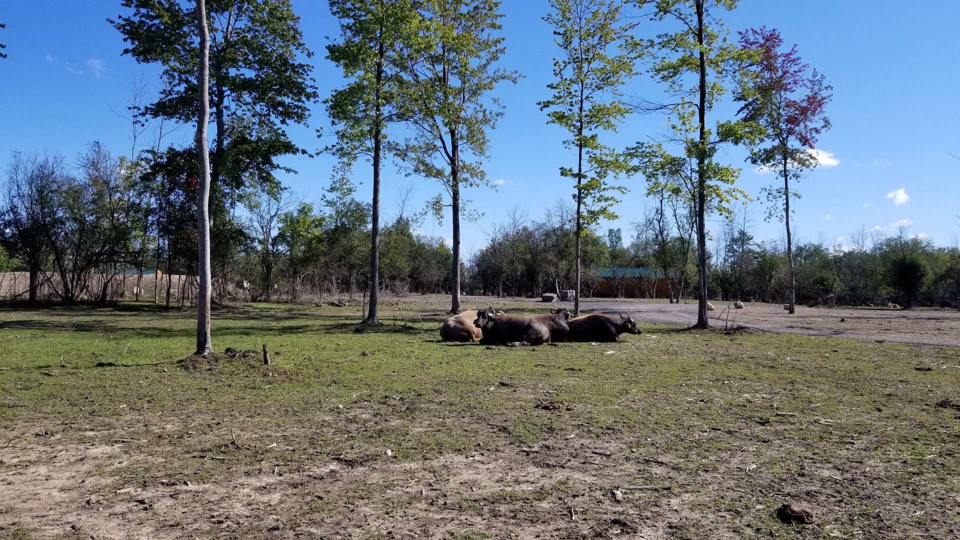 Wild Animal Park - Water buffalo, nilgai