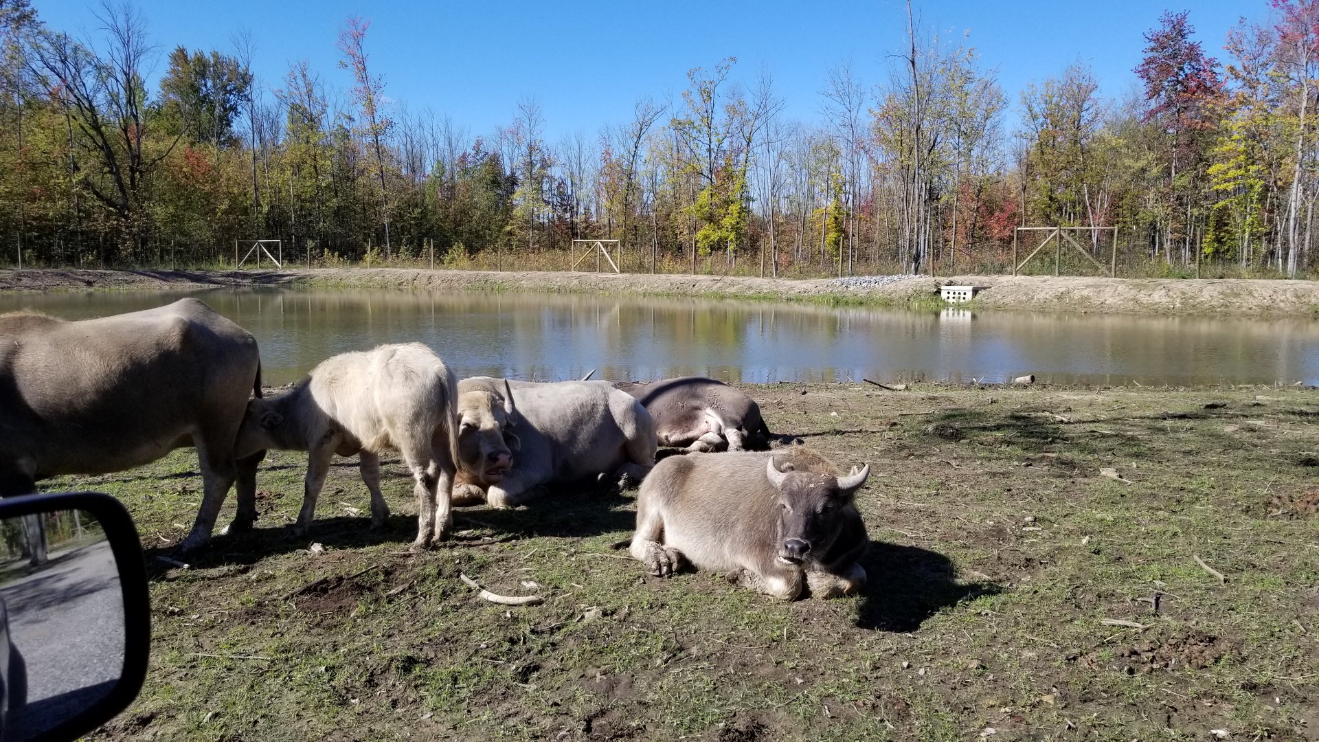 Wild Animal Park - Water buffalo