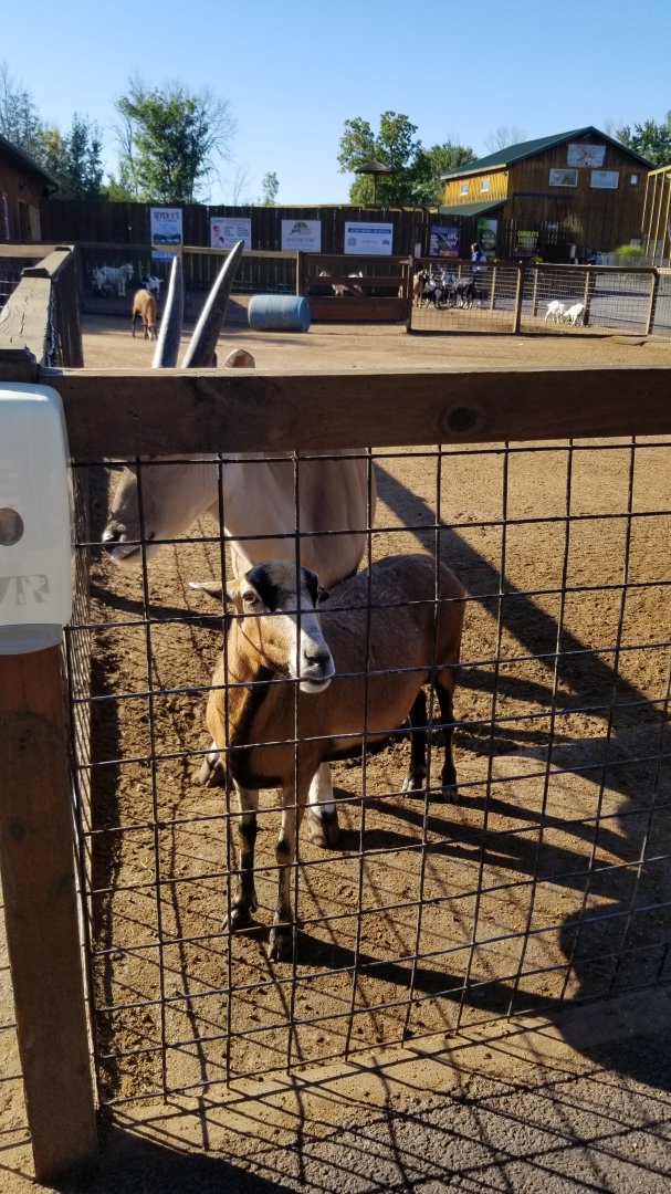 Wild Animal Park - Young eland