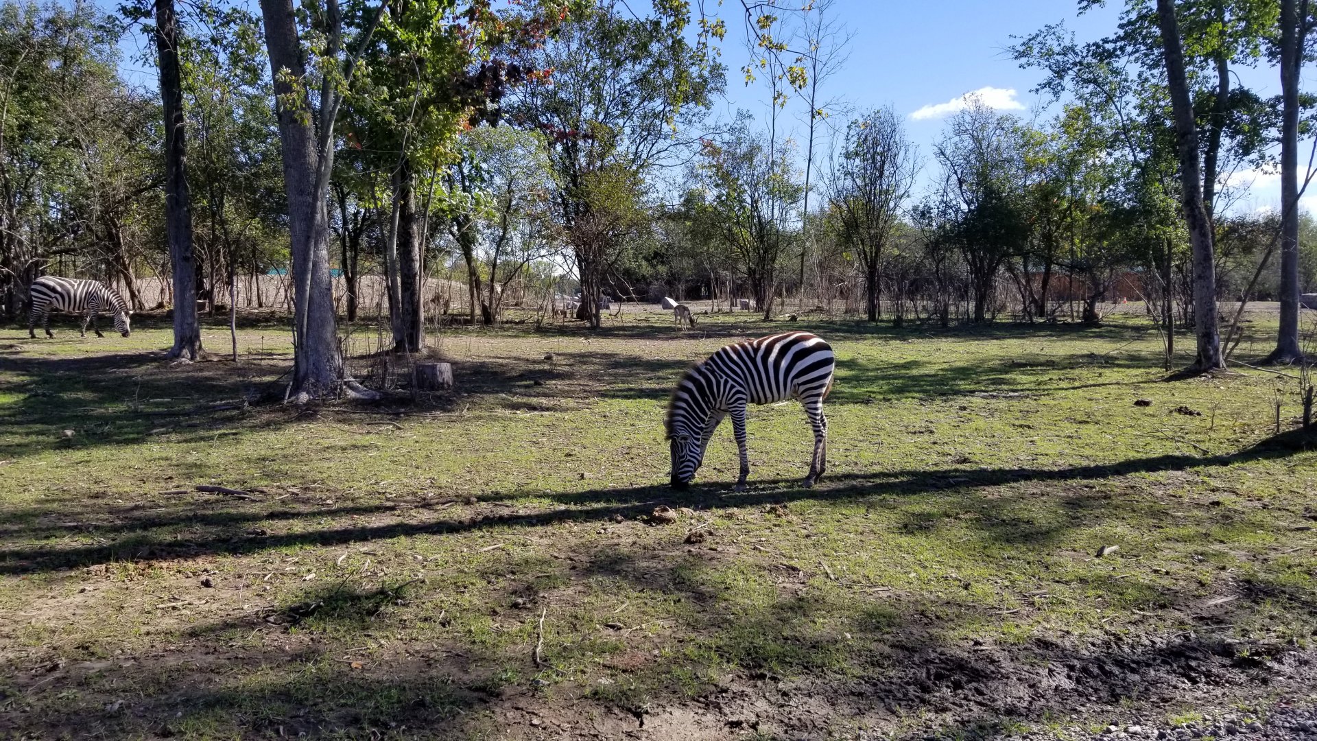 Wild Animal Park - Zebra, blackbuck, nilgai