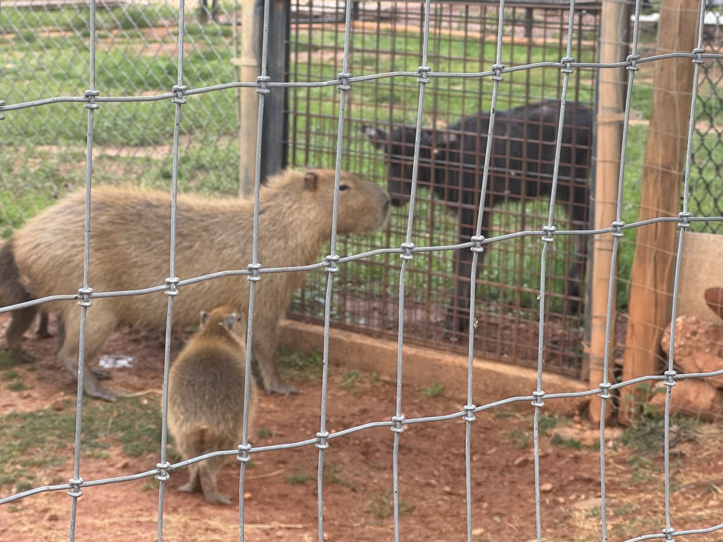 Wild Animal Safari - Capybara family meets Water Buffalo calf (5/4/25)