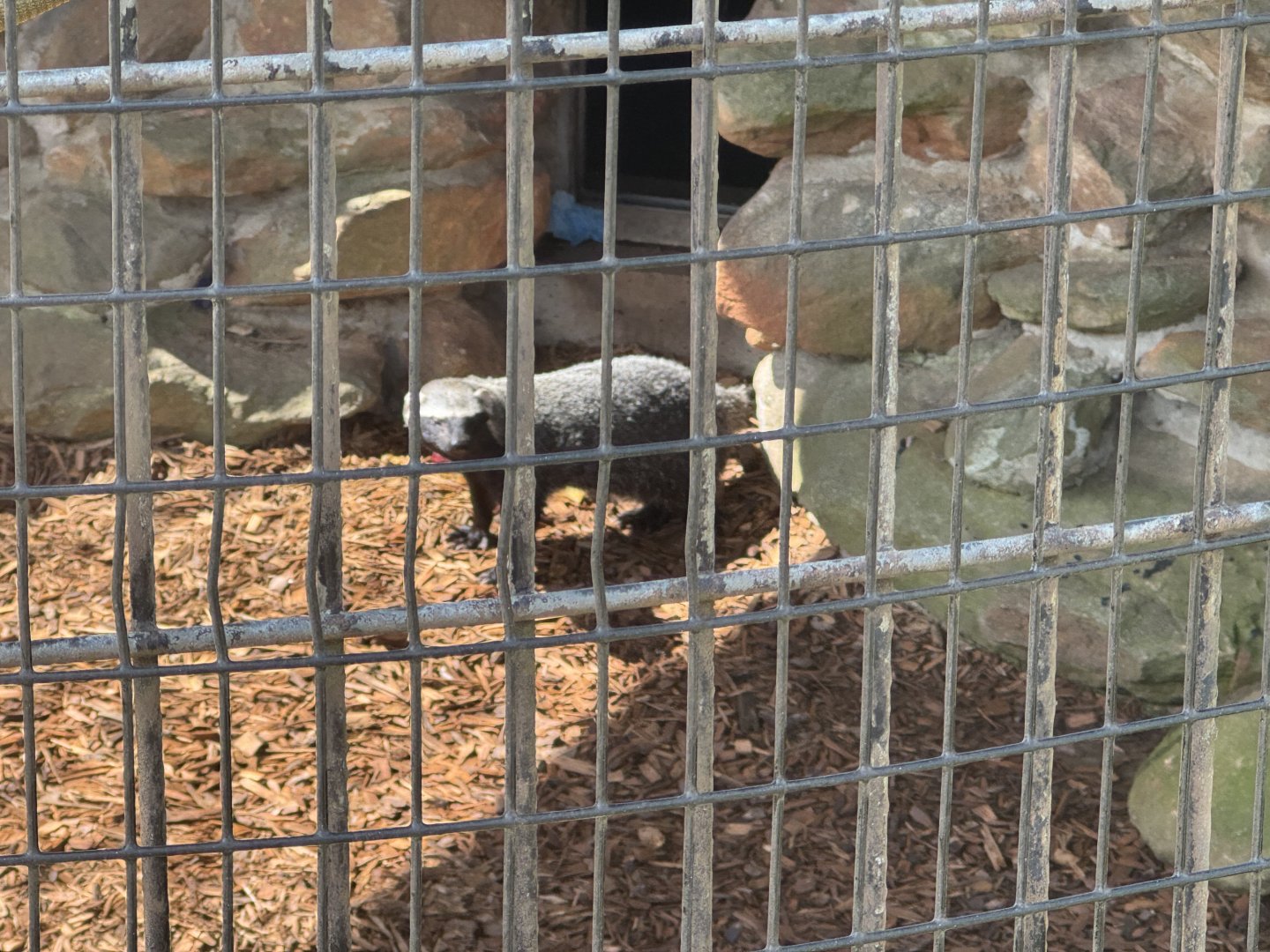 Wild Animal Safari - Greater Grison (5/4/25)