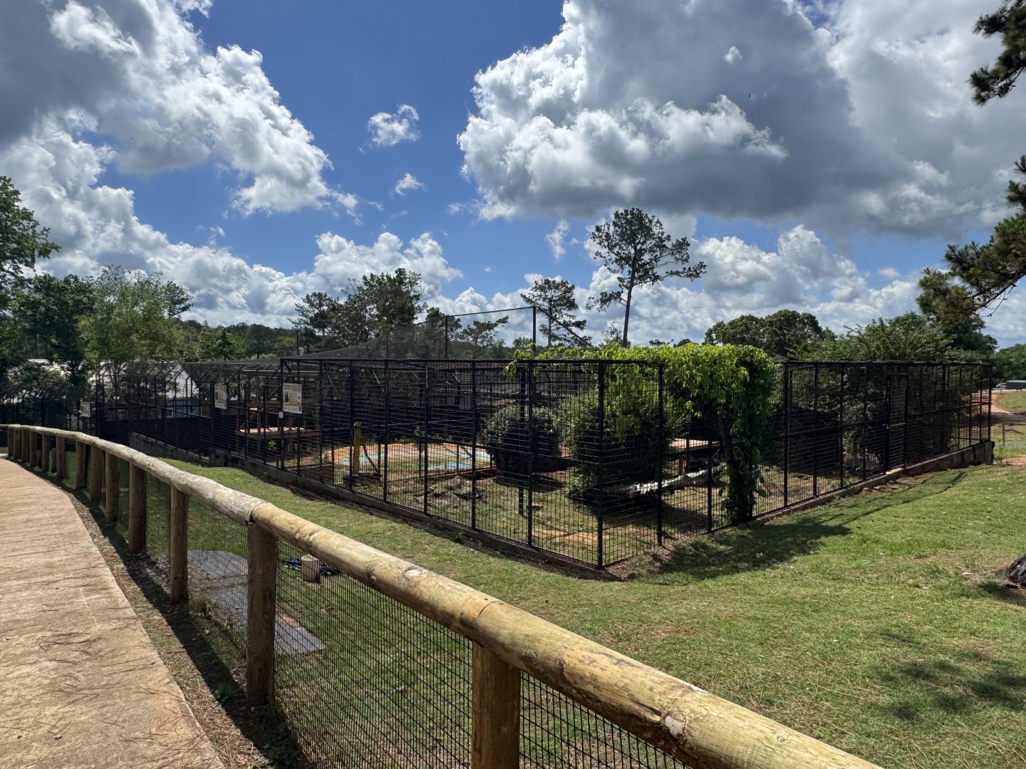Wild Animal Safari - Lion and Tiger enclosures (5/4/25)