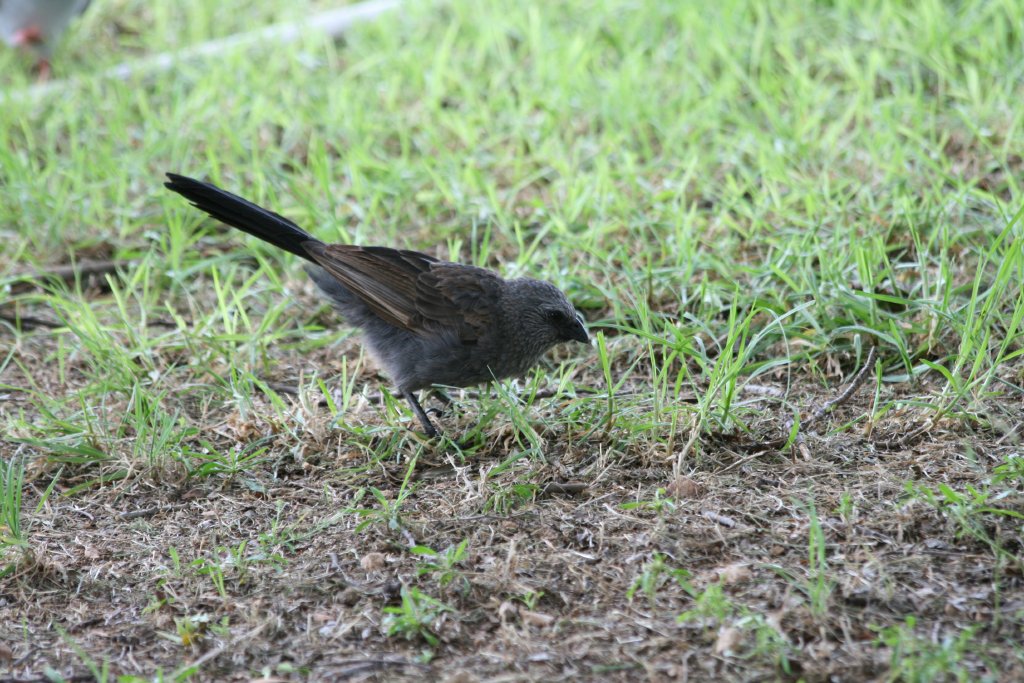 wild Apostlebird