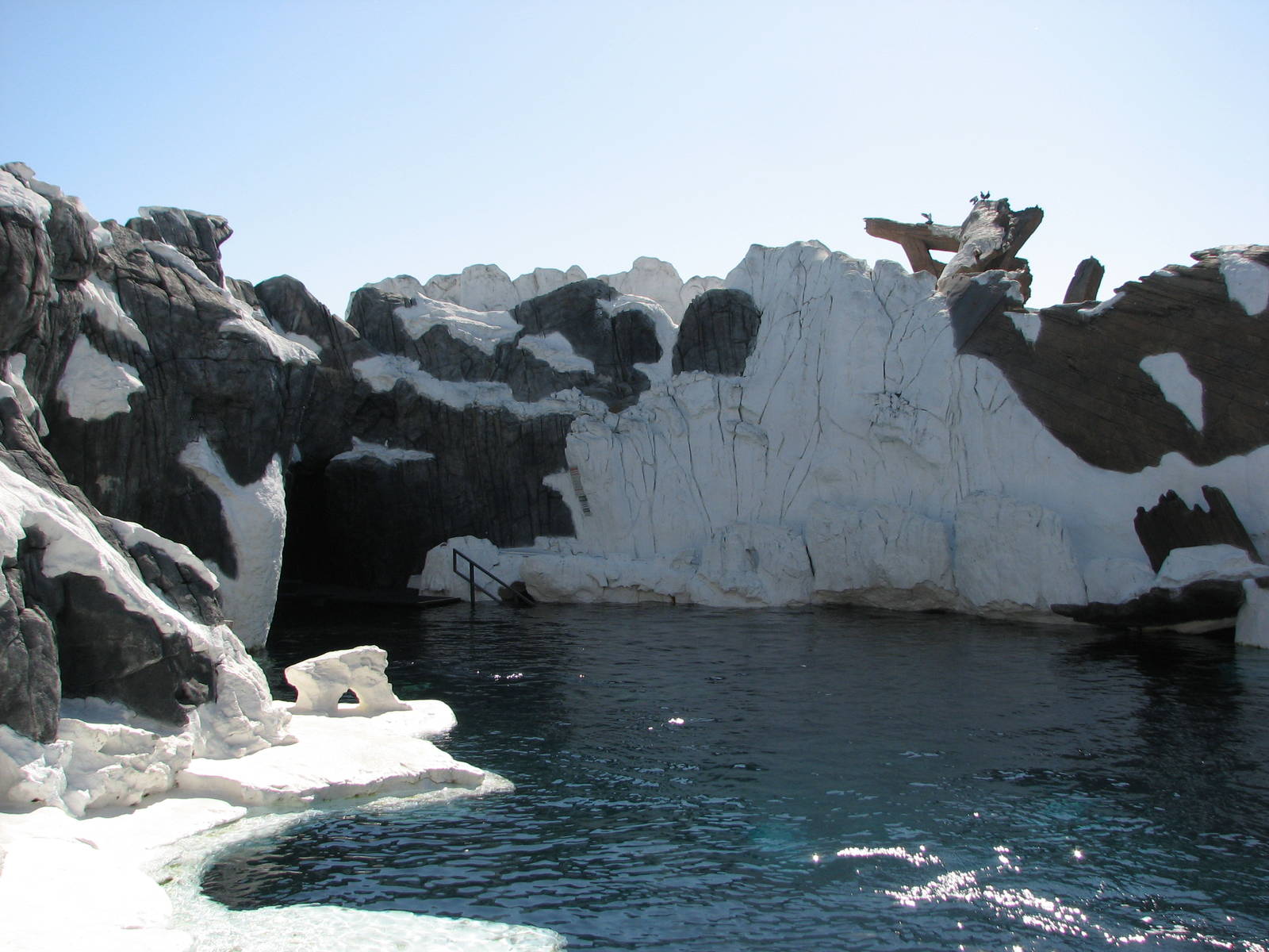 Wild Arctic - Beluga Exhibit