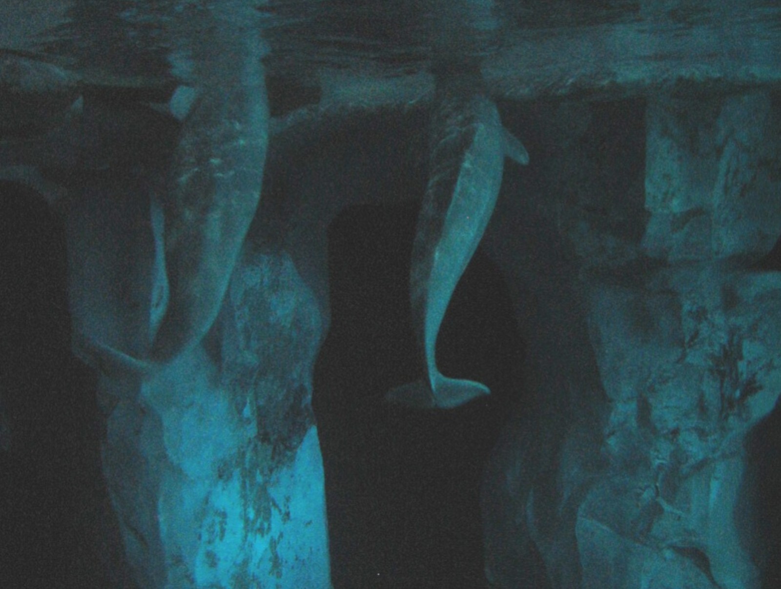 Wild Arctic - Beluga Whale Exhibit Underwater View