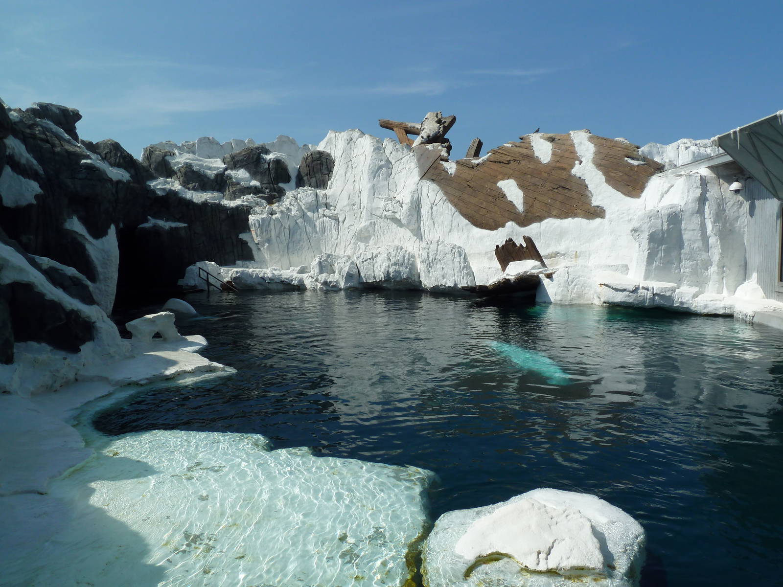 Wild Arctic - Beluga Whale Exhibit