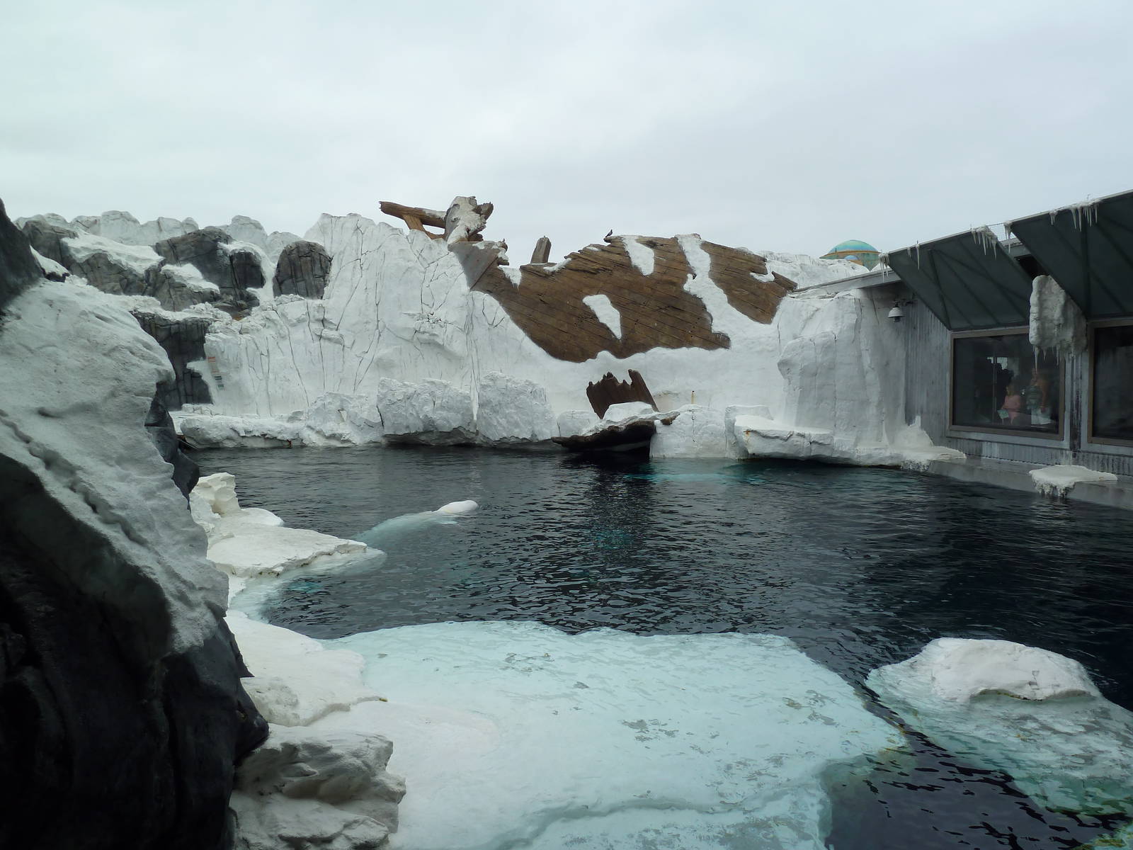 Wild Arctic - Beluga Whale Exhibit
