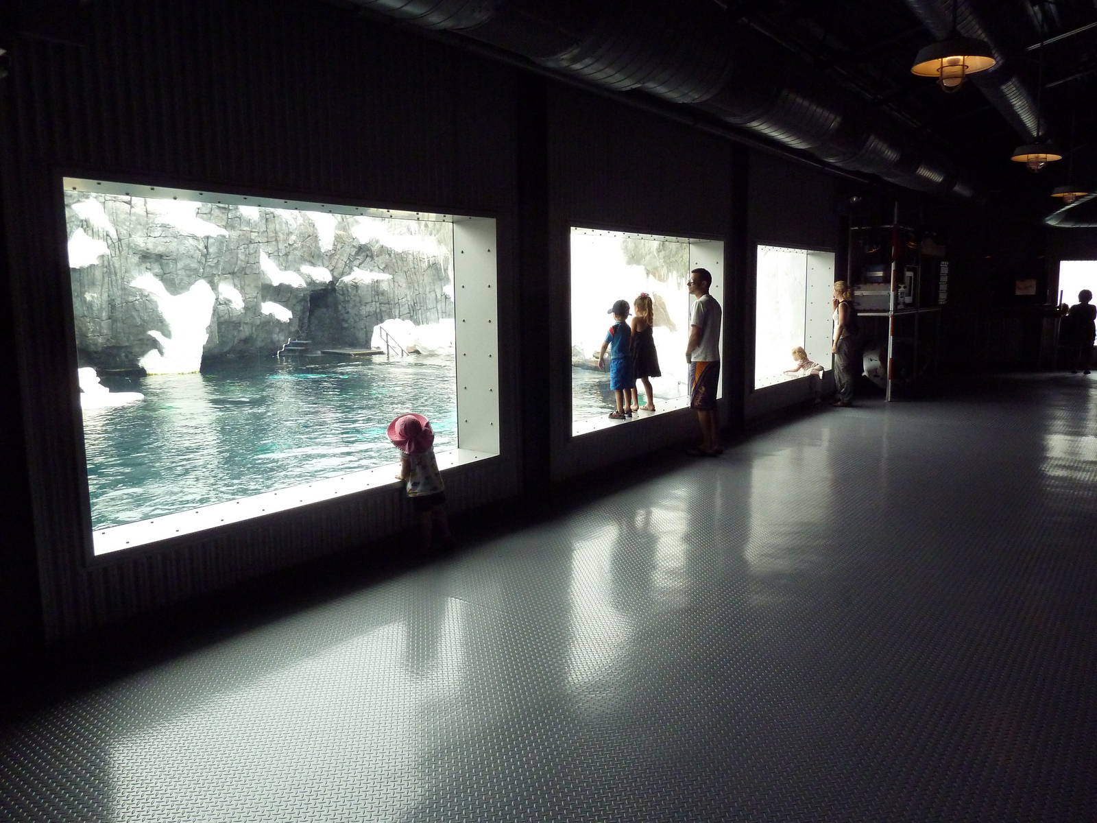 Wild Arctic - Beluga Whale Exhibit