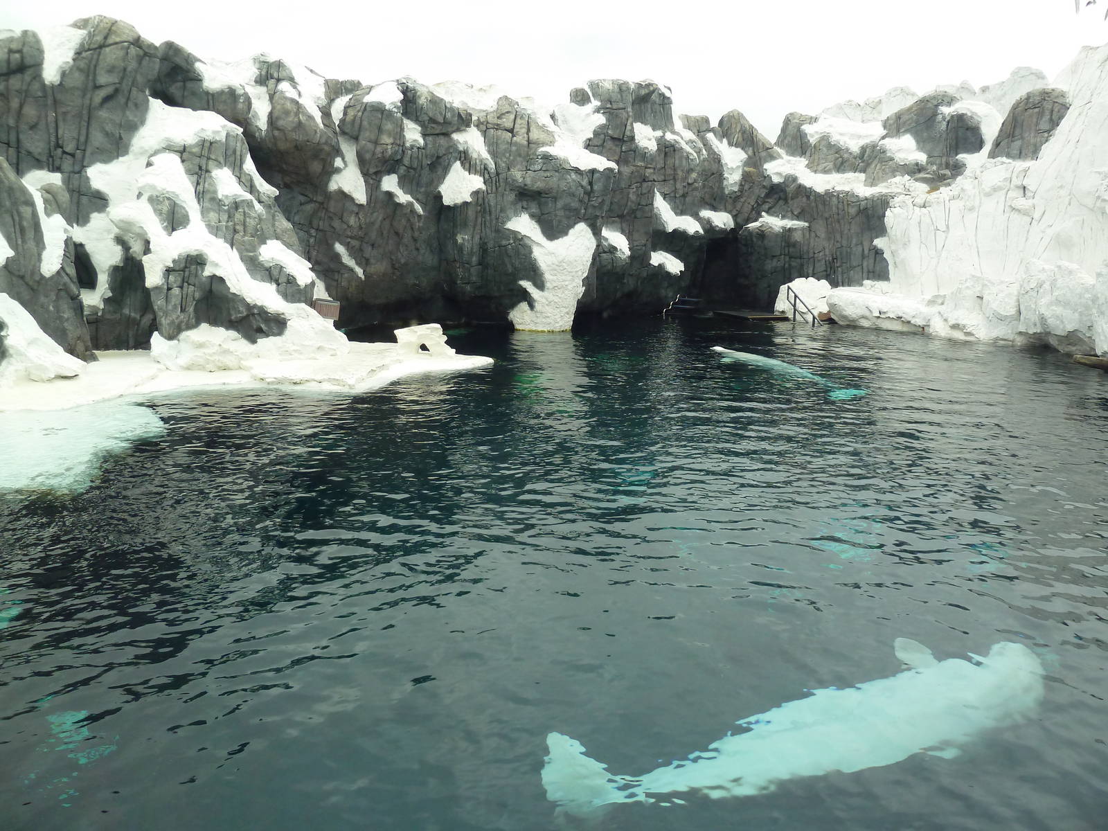 Wild Arctic - Beluga Whale Exhibit