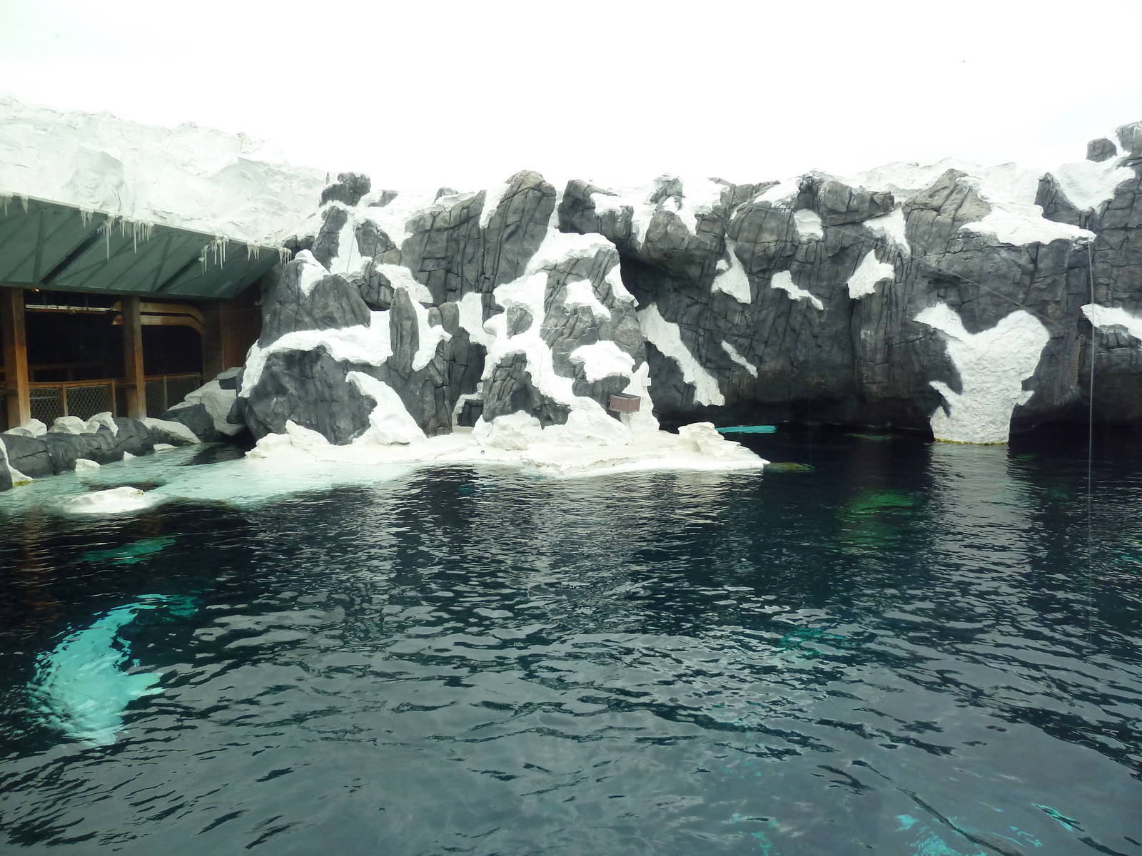 Wild Arctic - Beluga Whale Exhibit