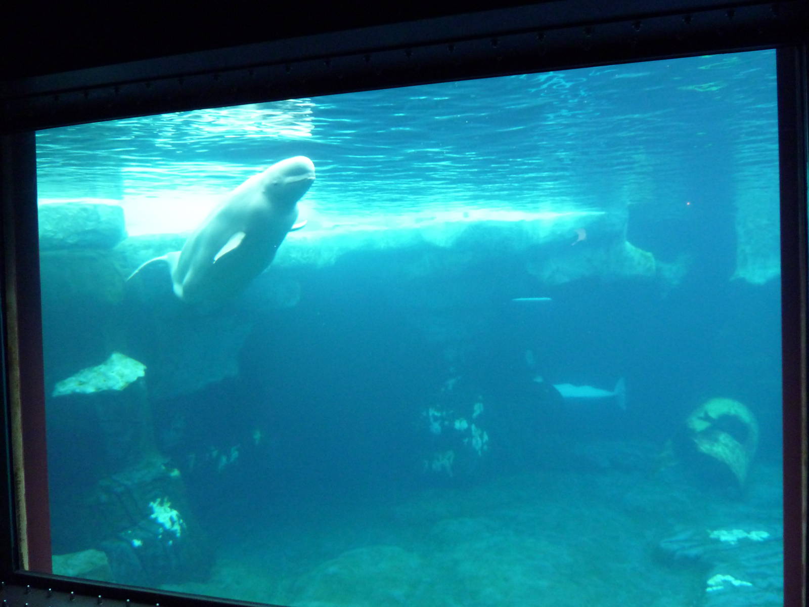 Wild Arctic - Beluga Whale Exhibit