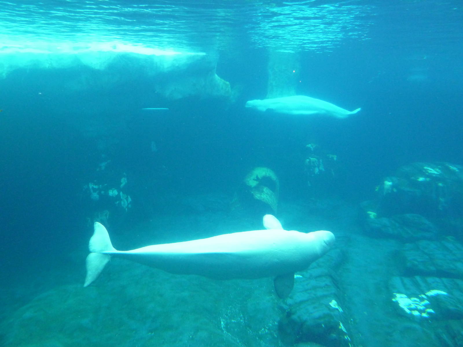 Wild Arctic - Beluga Whale Exhibit