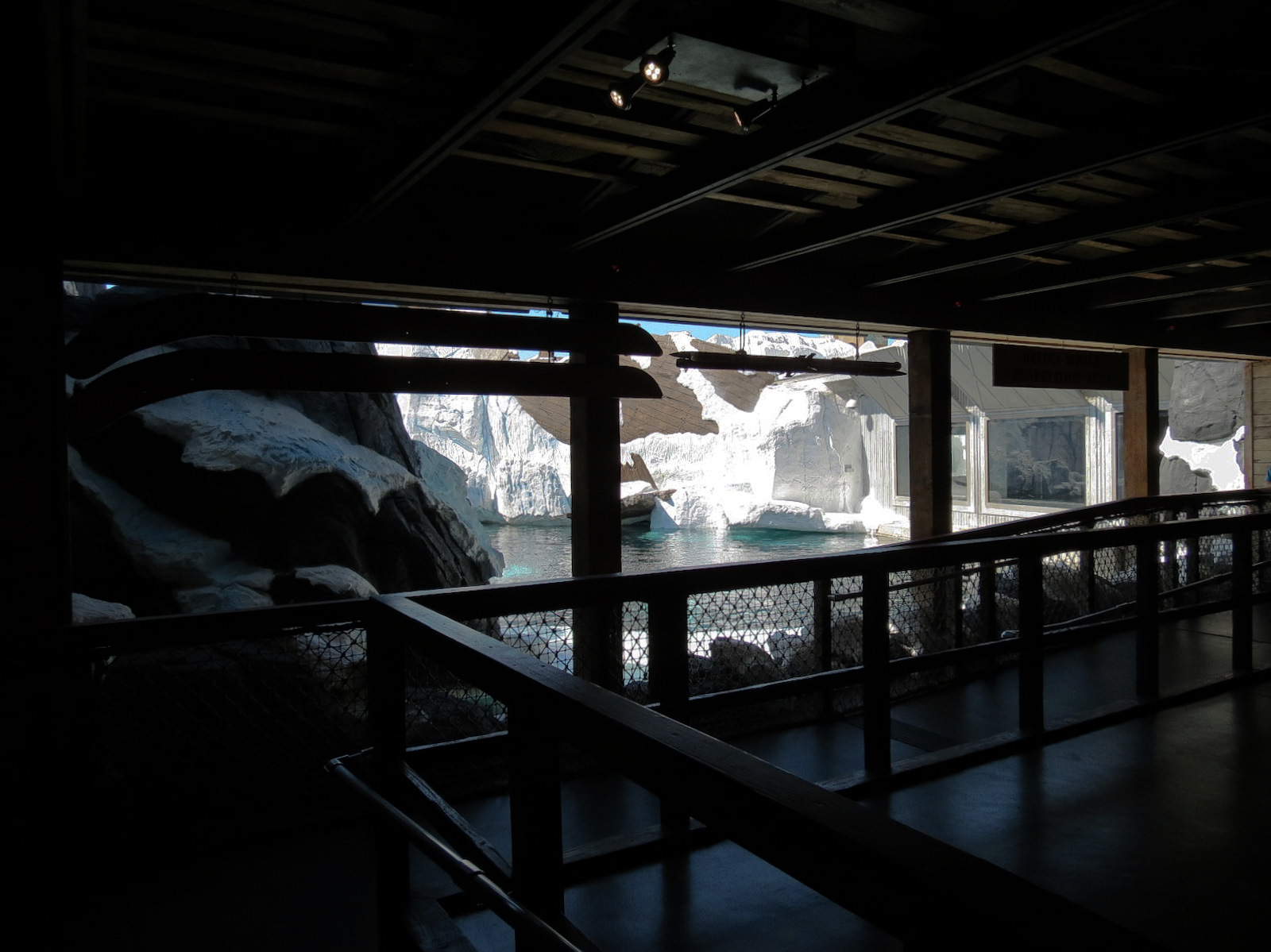 Wild Arctic - Beluga Whale Exhibit