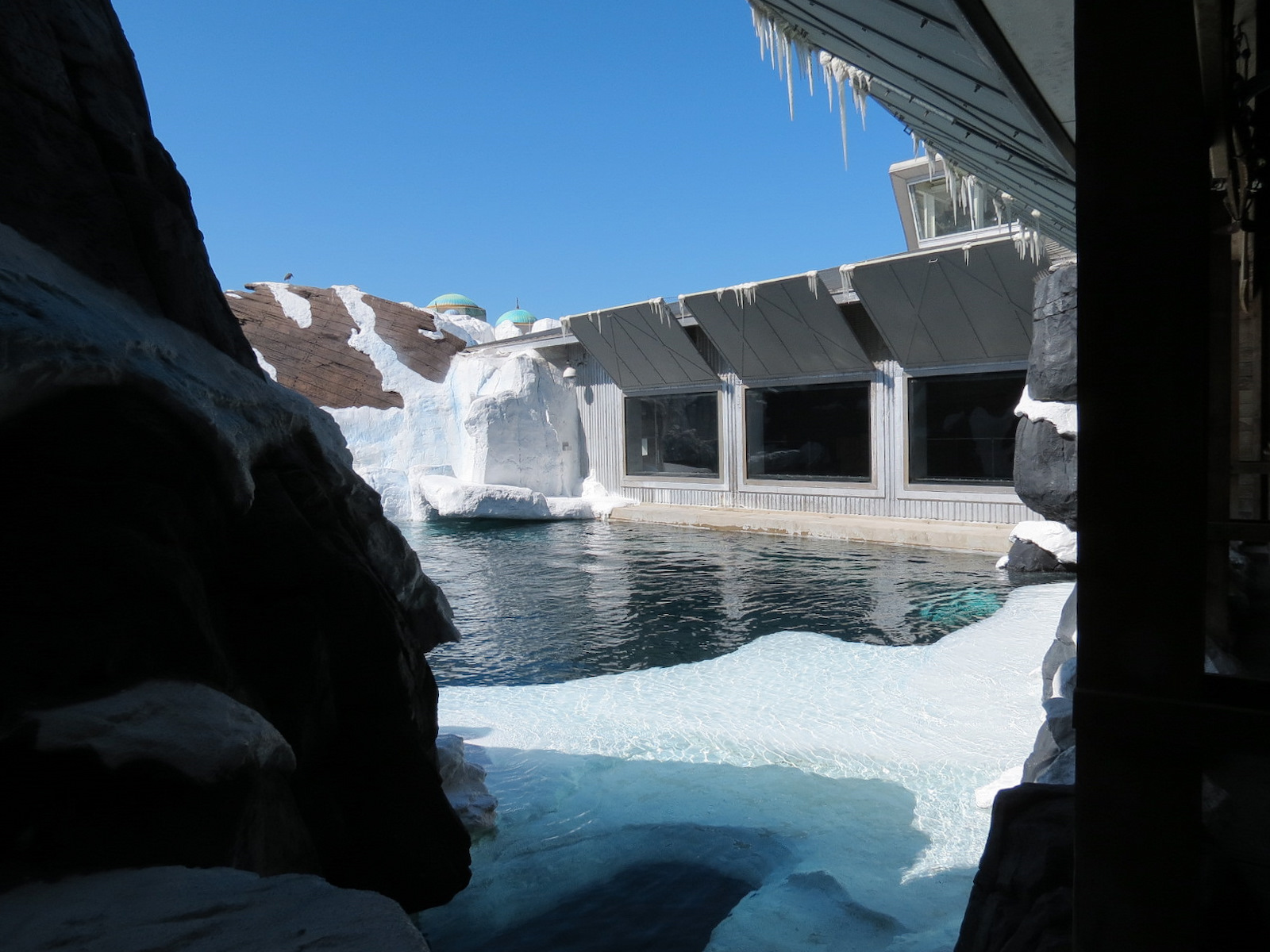 Wild Arctic - Beluga Whale Exhibit