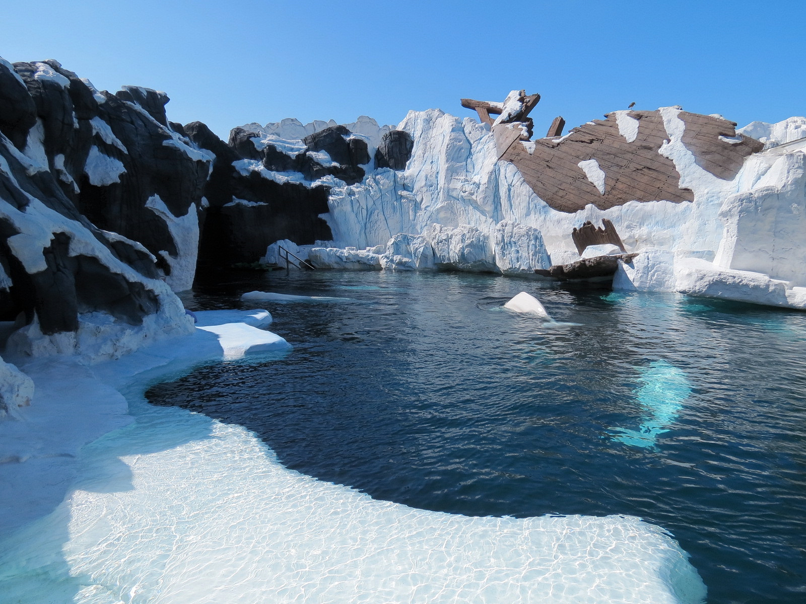 Wild Arctic - Beluga Whale Exhibit