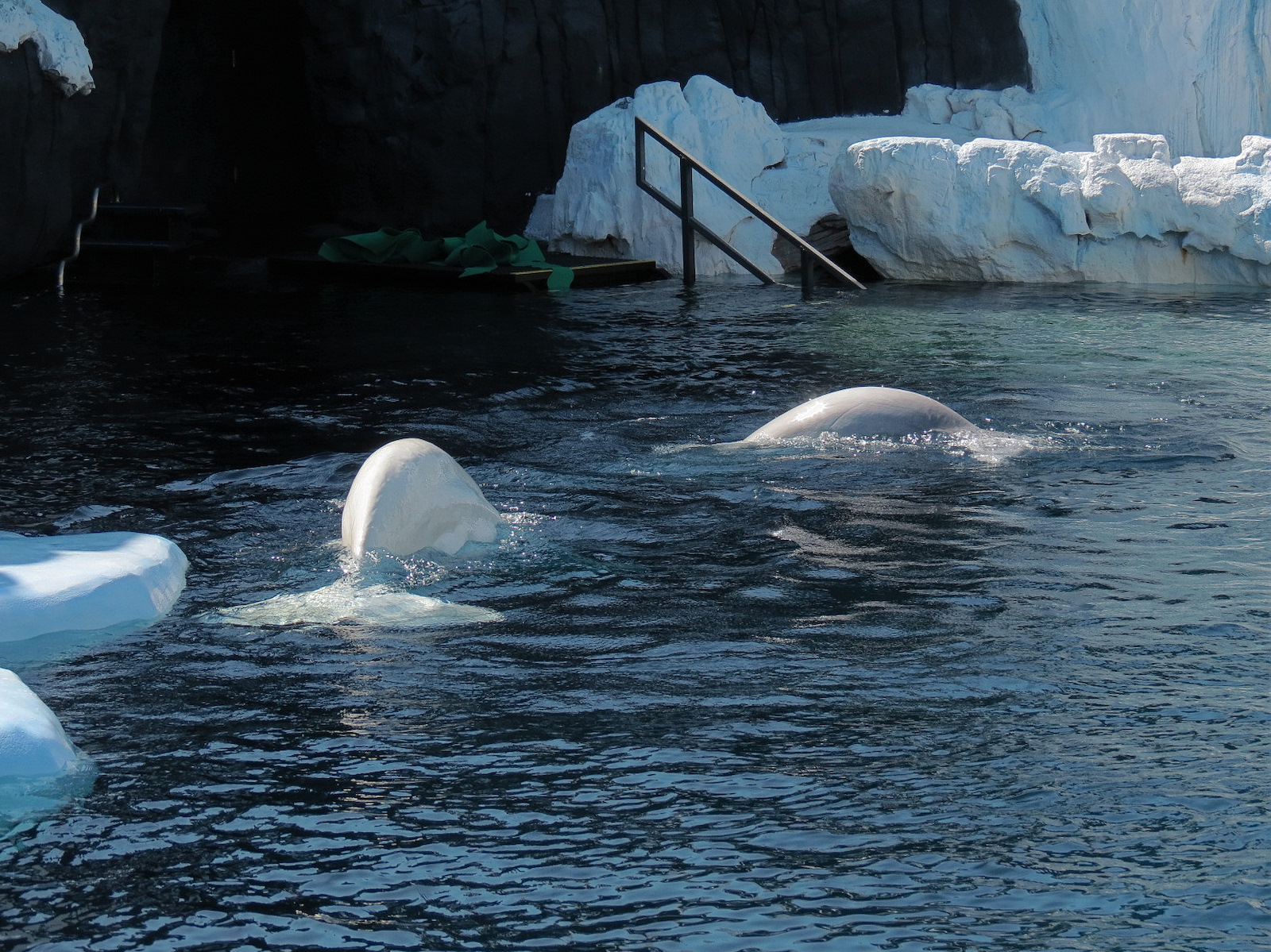 Wild Arctic - Beluga Whale Exhibit