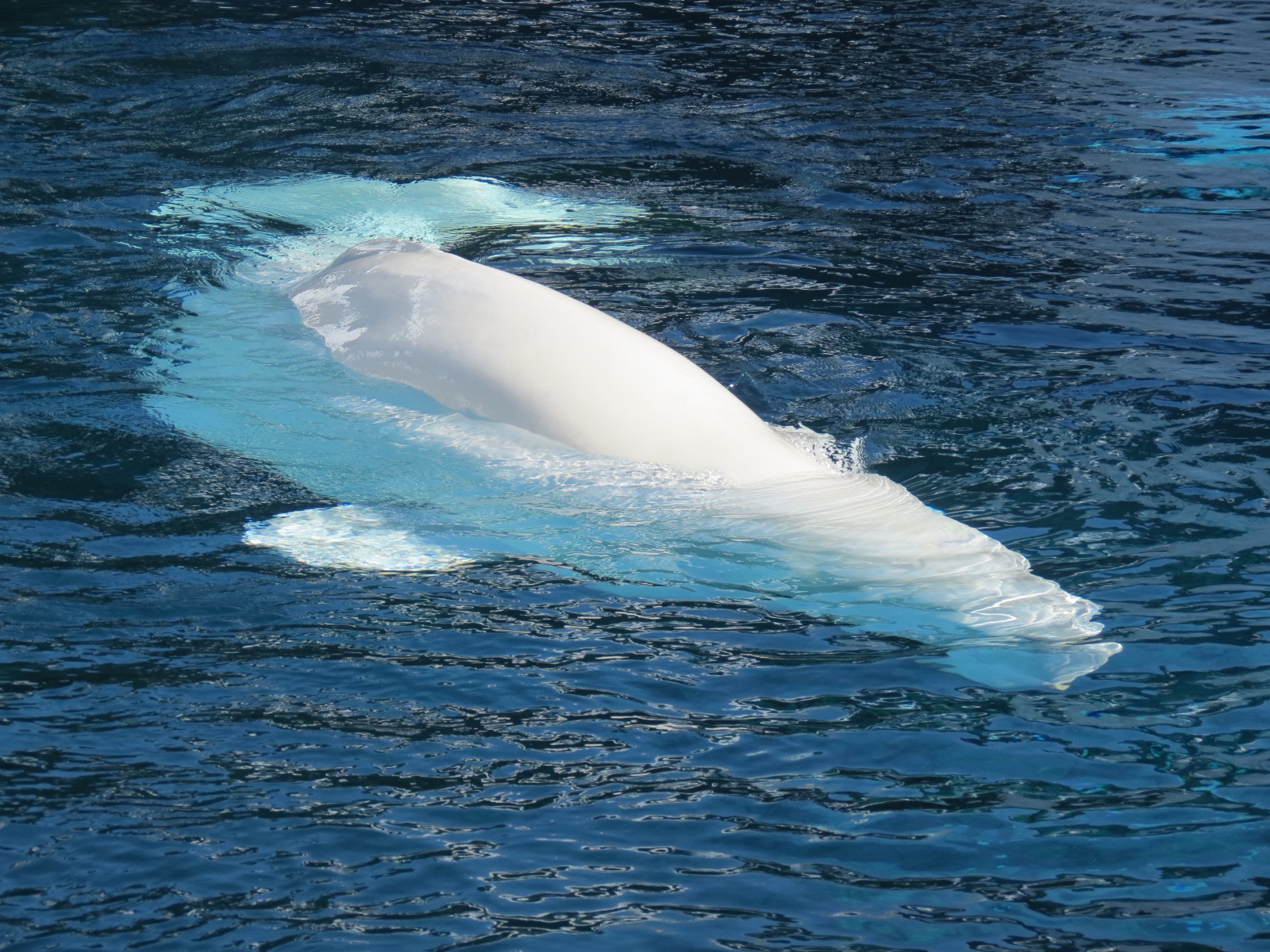 Wild Arctic - Beluga Whale Exhibit