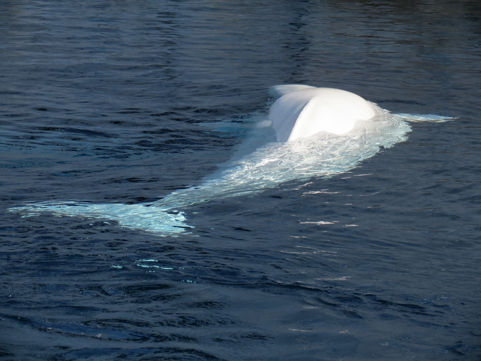 Wild Arctic - Beluga Whale Exhibit