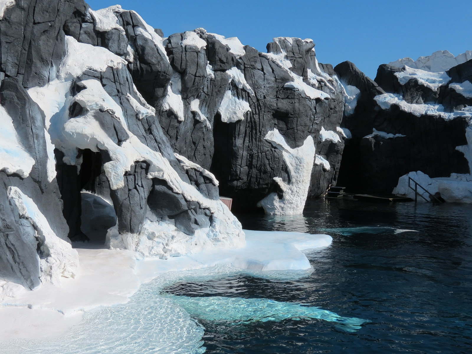 Wild Arctic - Beluga Whale Exhibit