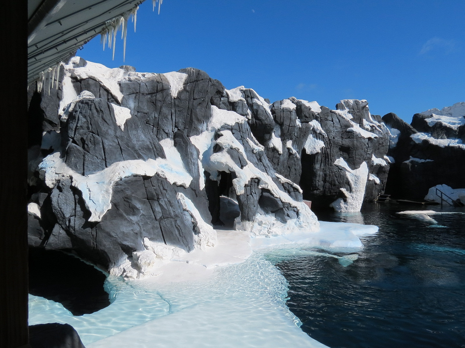 Wild Arctic - Beluga Whale Exhibit