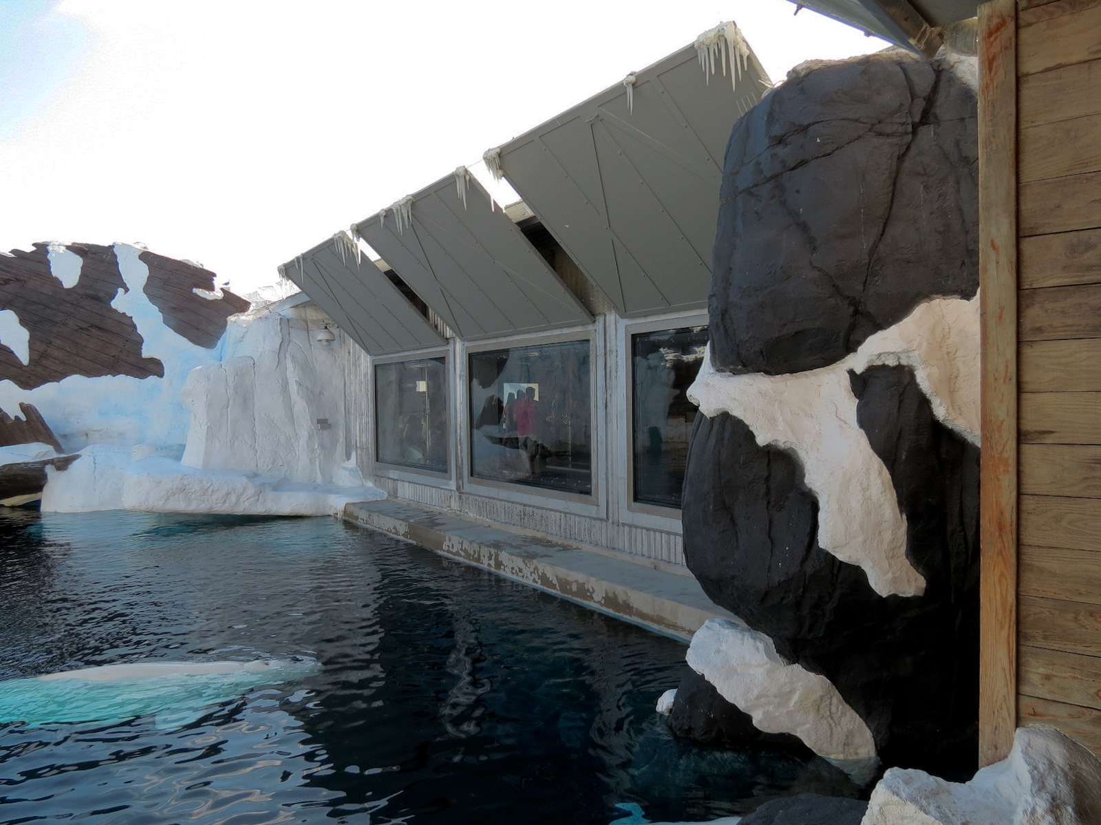 Wild Arctic - Beluga Whale Exhibit
