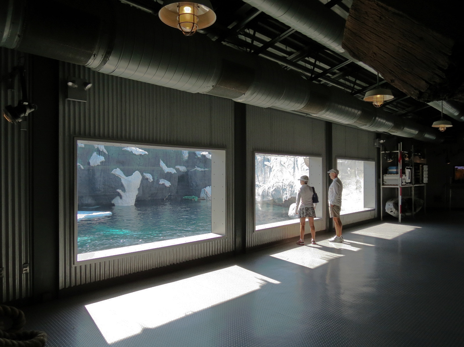 Wild Arctic - Beluga Whale Exhibit