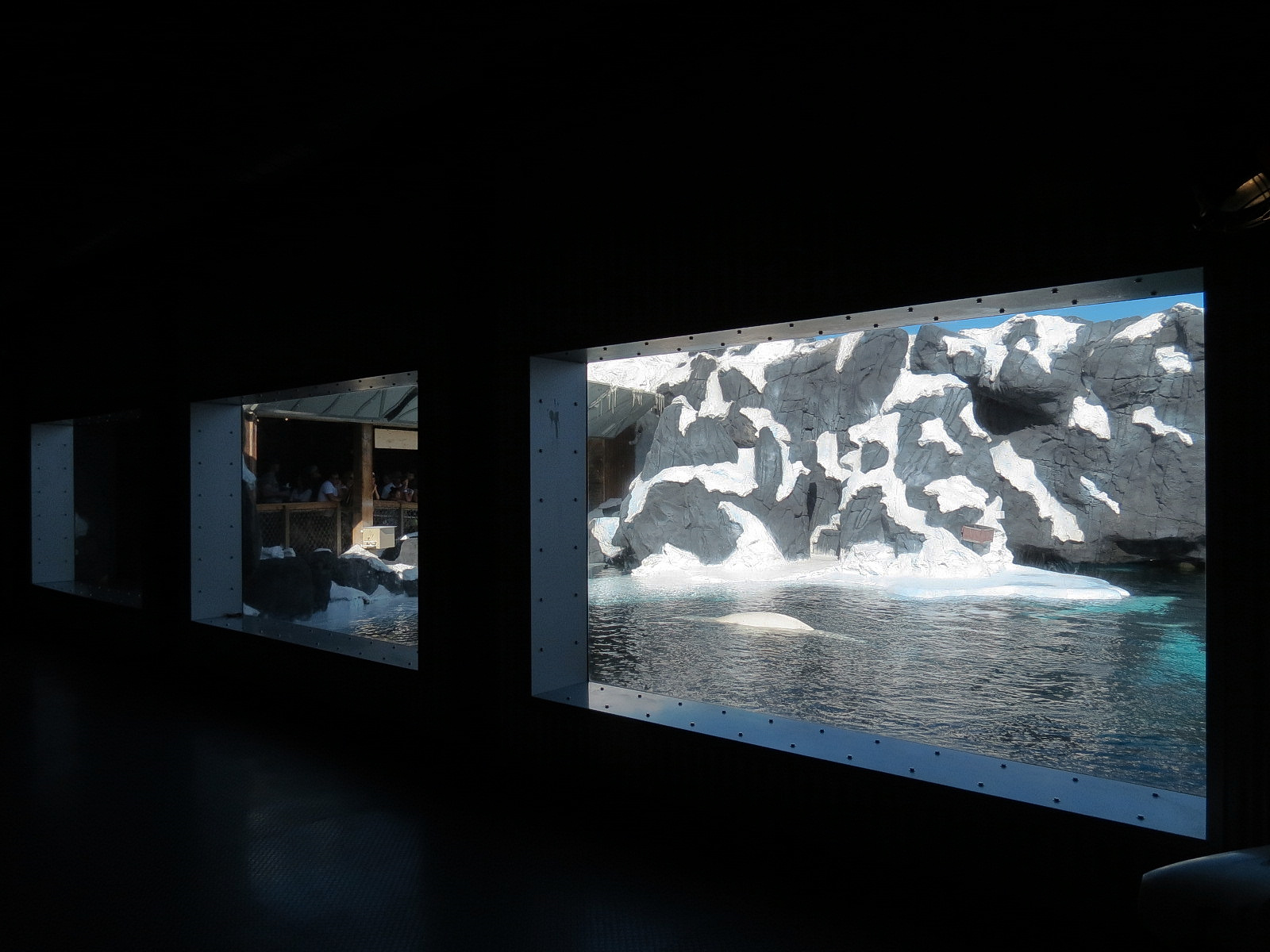 Wild Arctic - Beluga Whale Exhibit