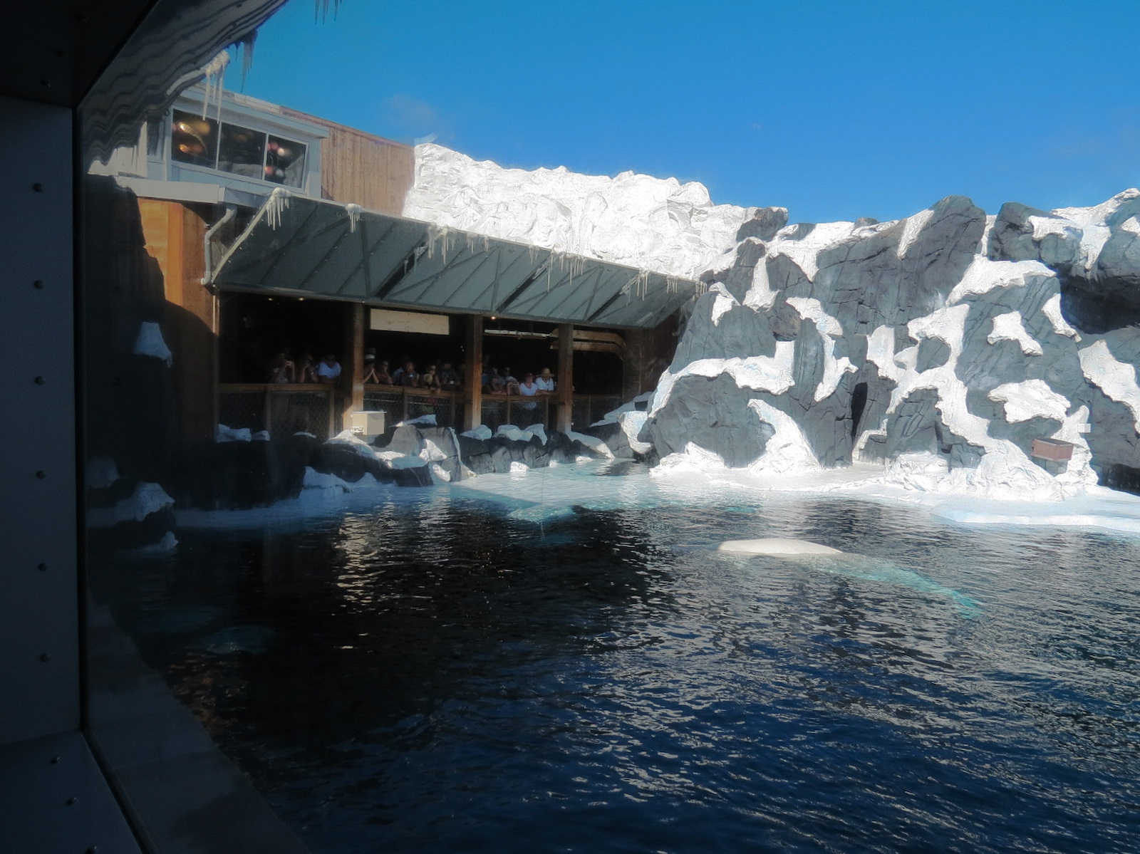 Wild Arctic - Beluga Whale Exhibit