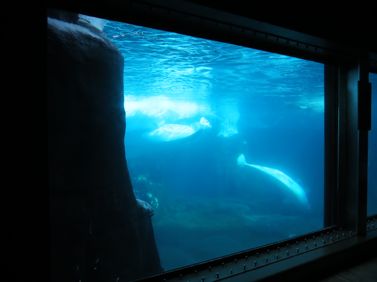 Wild Arctic - Beluga Whale Exhibit