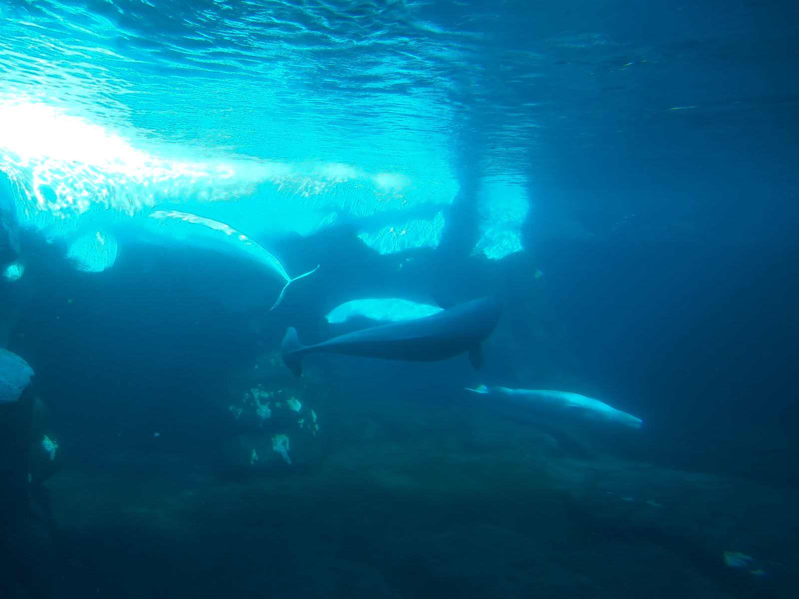 Wild Arctic - Beluga Whale Exhibit