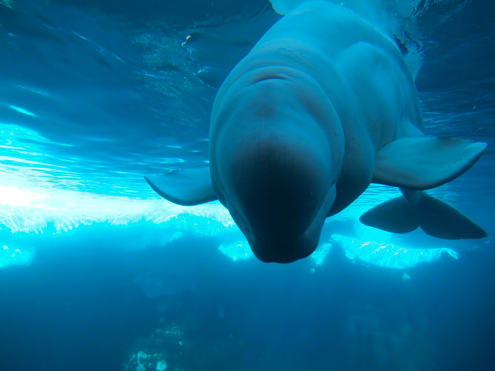 Wild Arctic - Beluga Whale Exhibit
