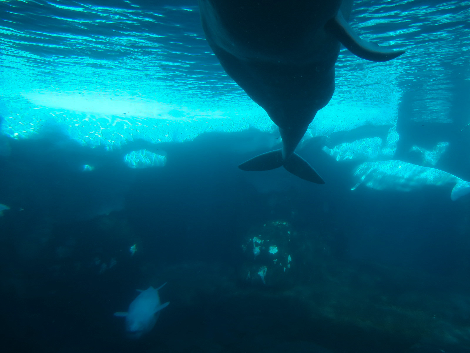 Wild Arctic - Beluga Whale Exhibit