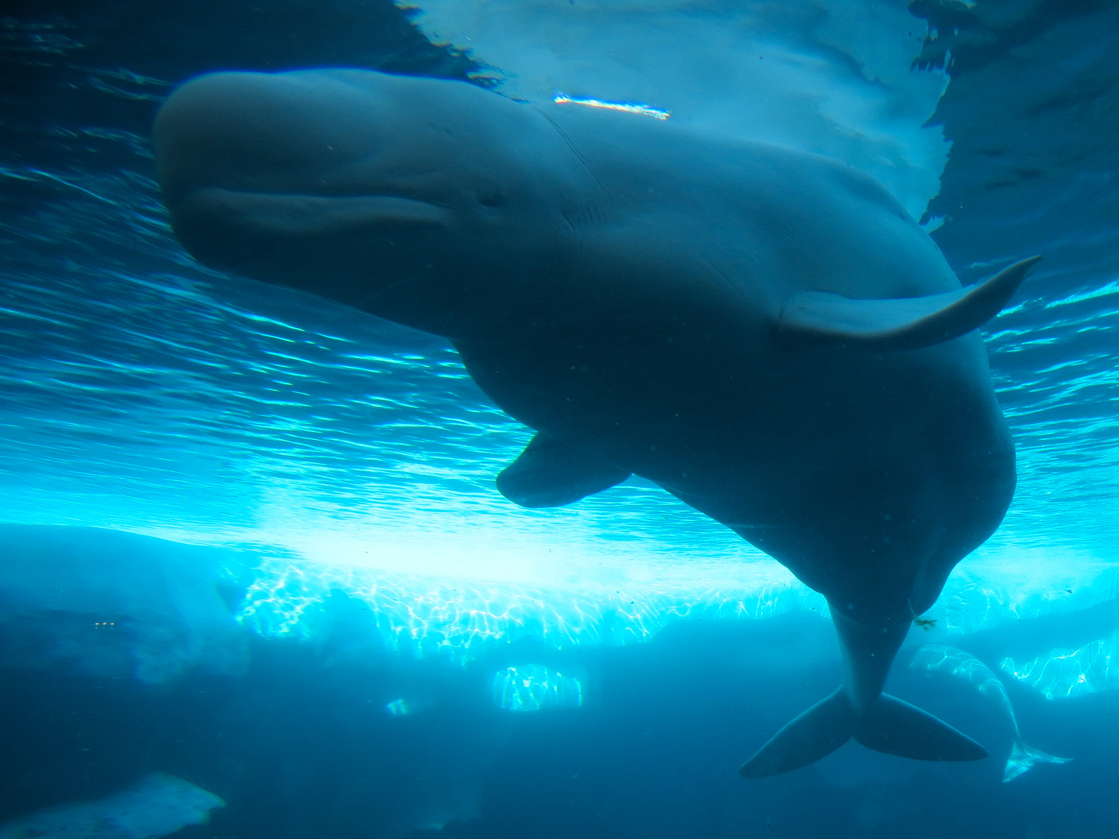 Wild Arctic - Beluga Whale Exhibit