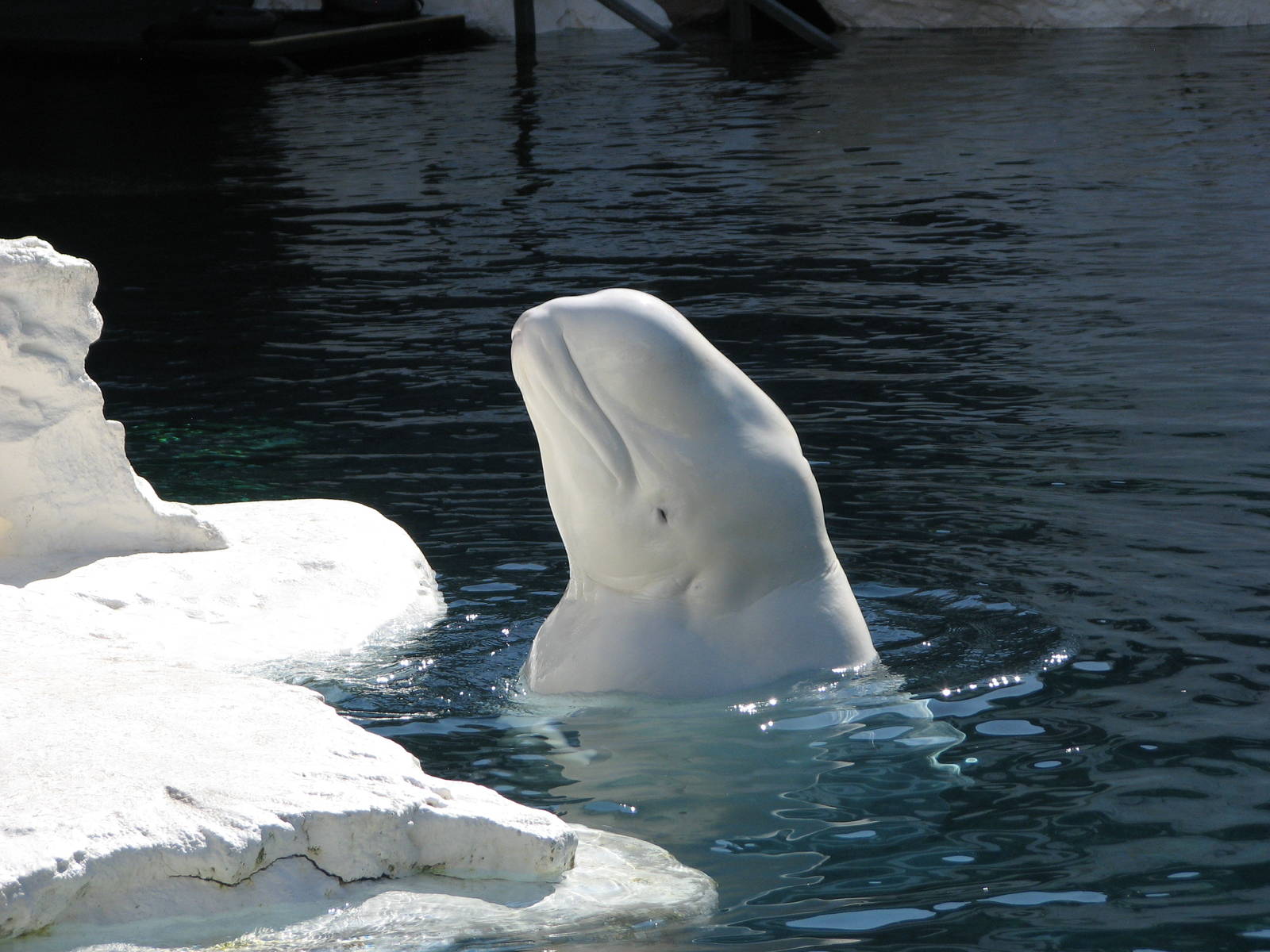 Wild Arctic - Beluga Whale
