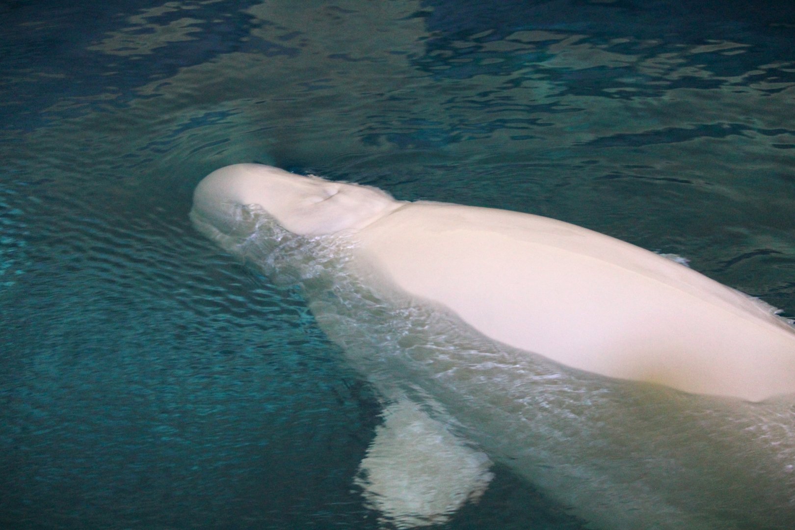 Wild Arctic - Beluga Whale
