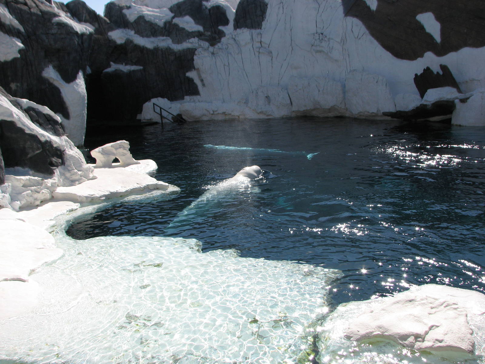 Wild Arctic - Beluga