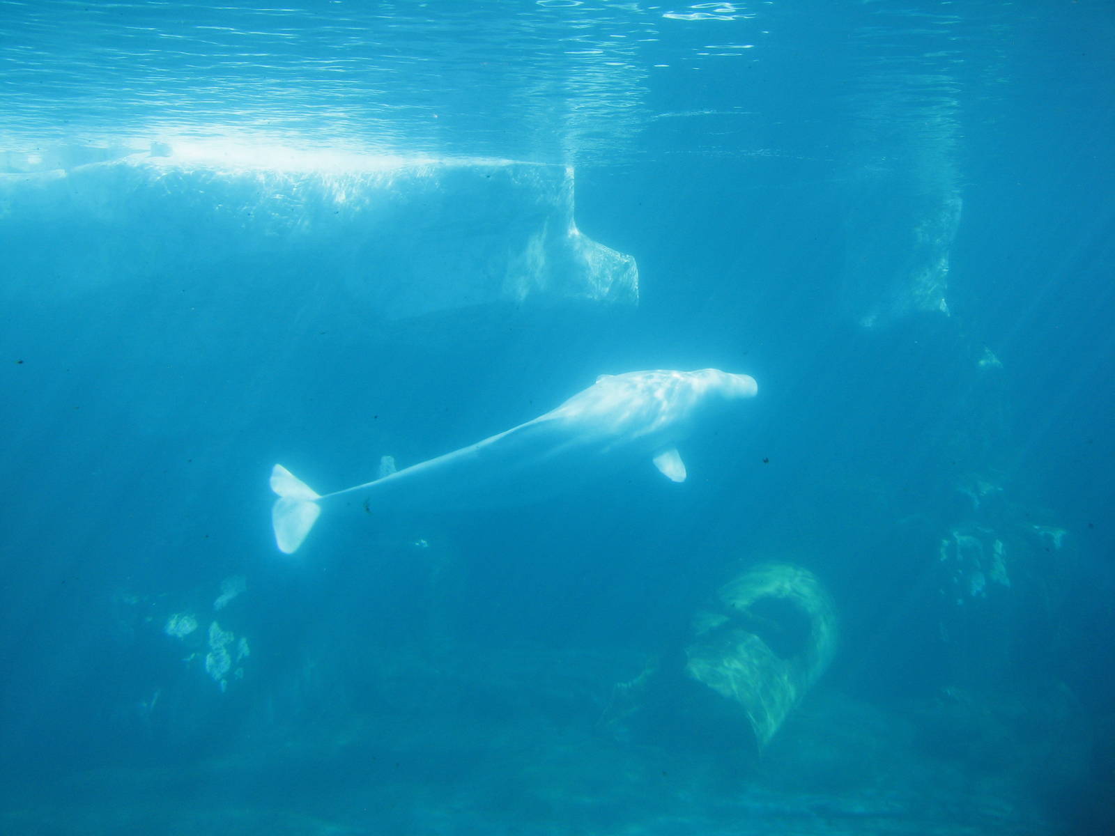 Wild Arctic - Beluga