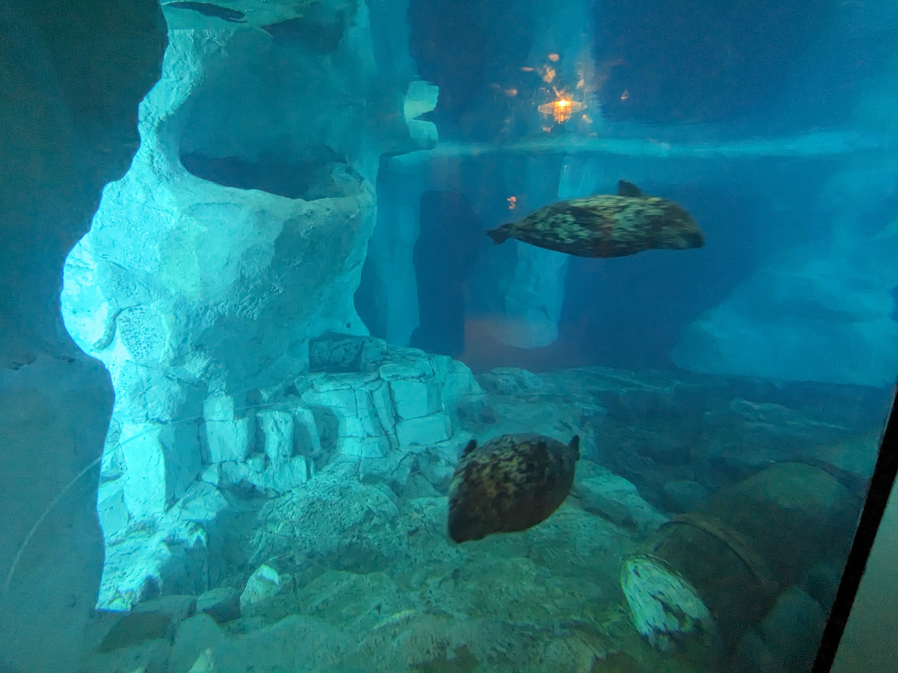 Wild Arctic - harbor seals (in the beluga tank)