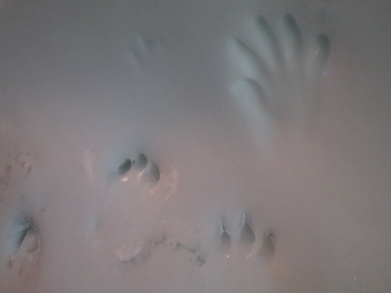 Wild Arctic - Ice Tunnel