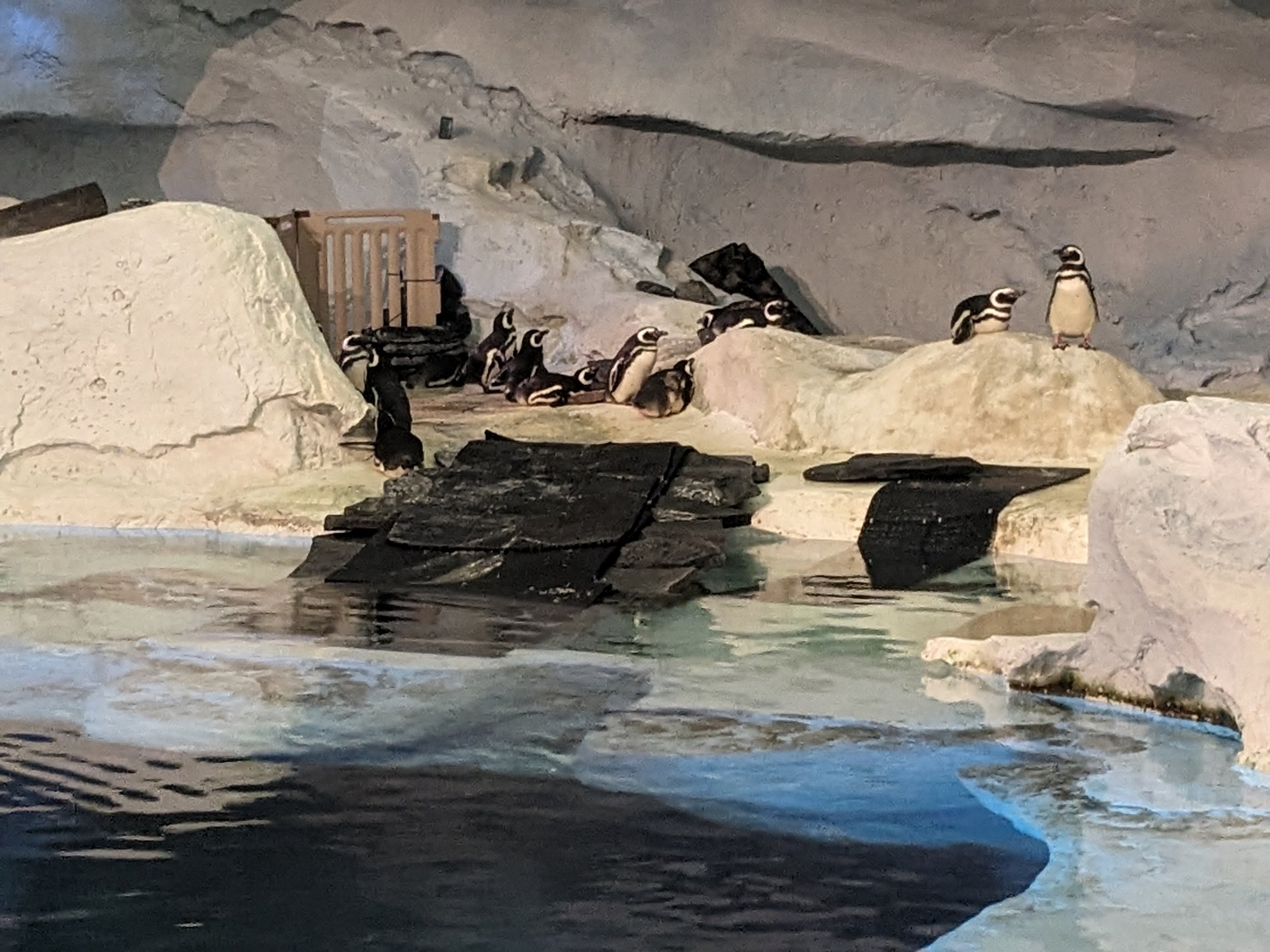 Wild Arctic - Magellanic penguins