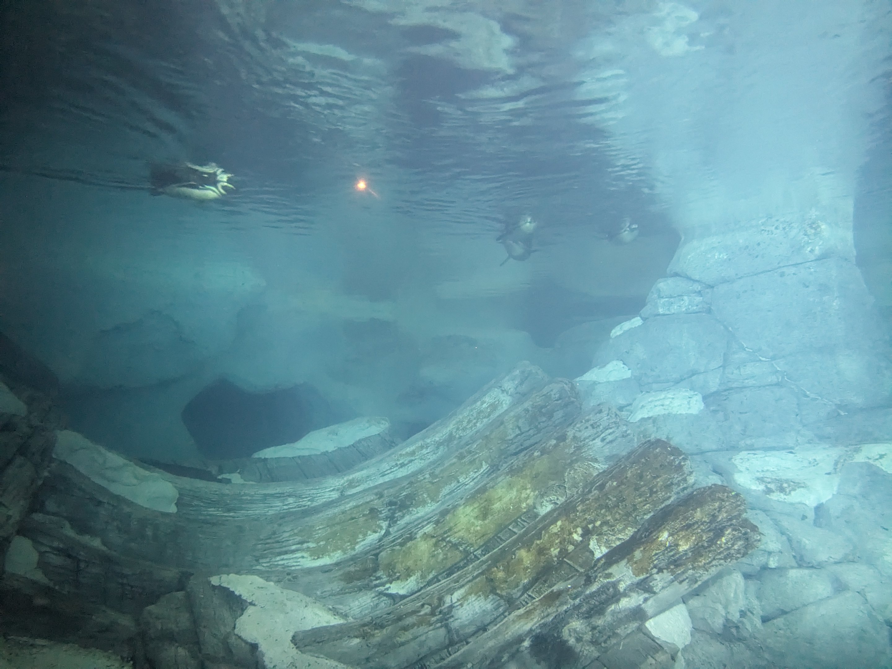 Wild Arctic - Magellanic penguins