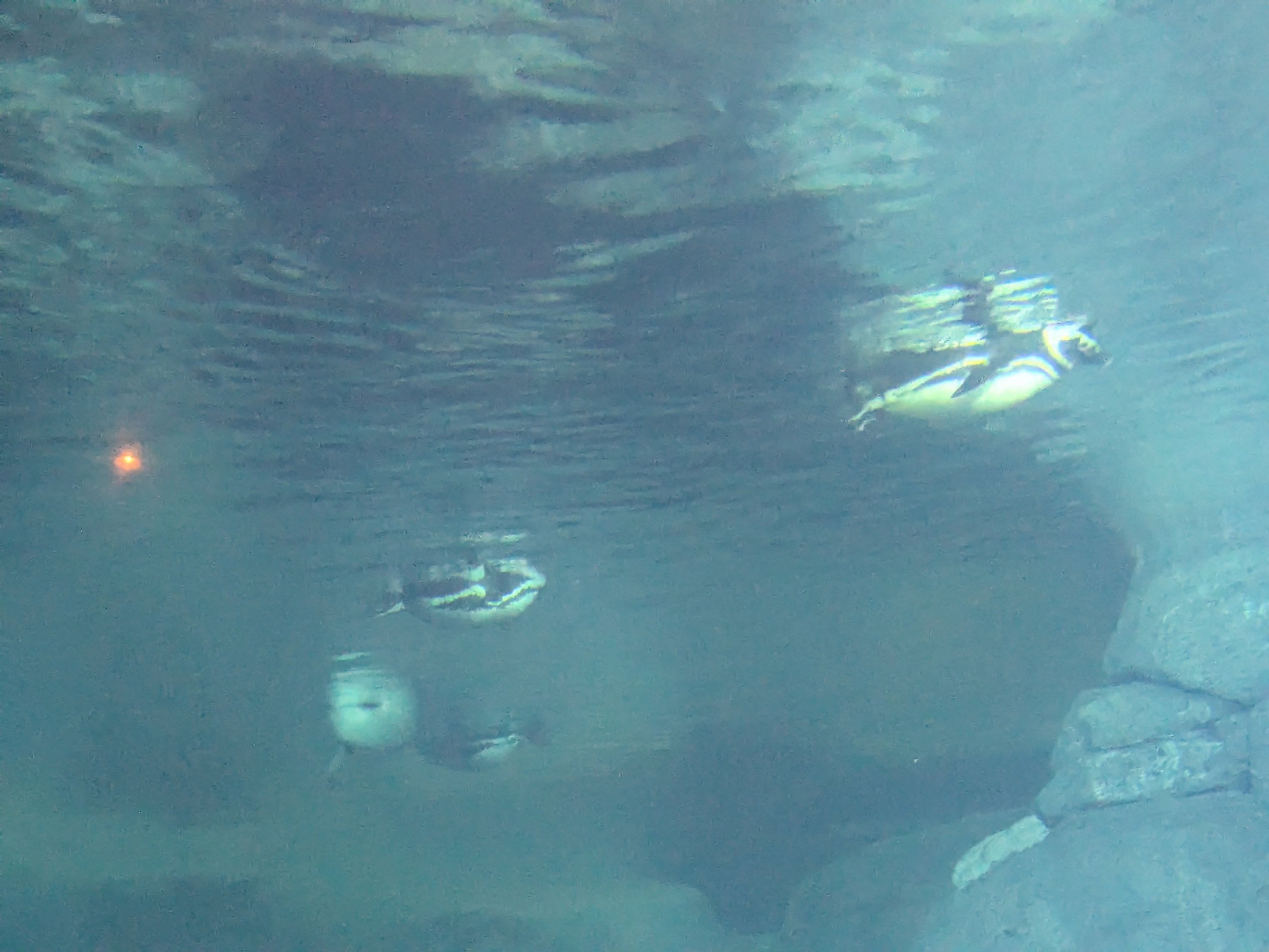 Wild Arctic - Magellanic penguins