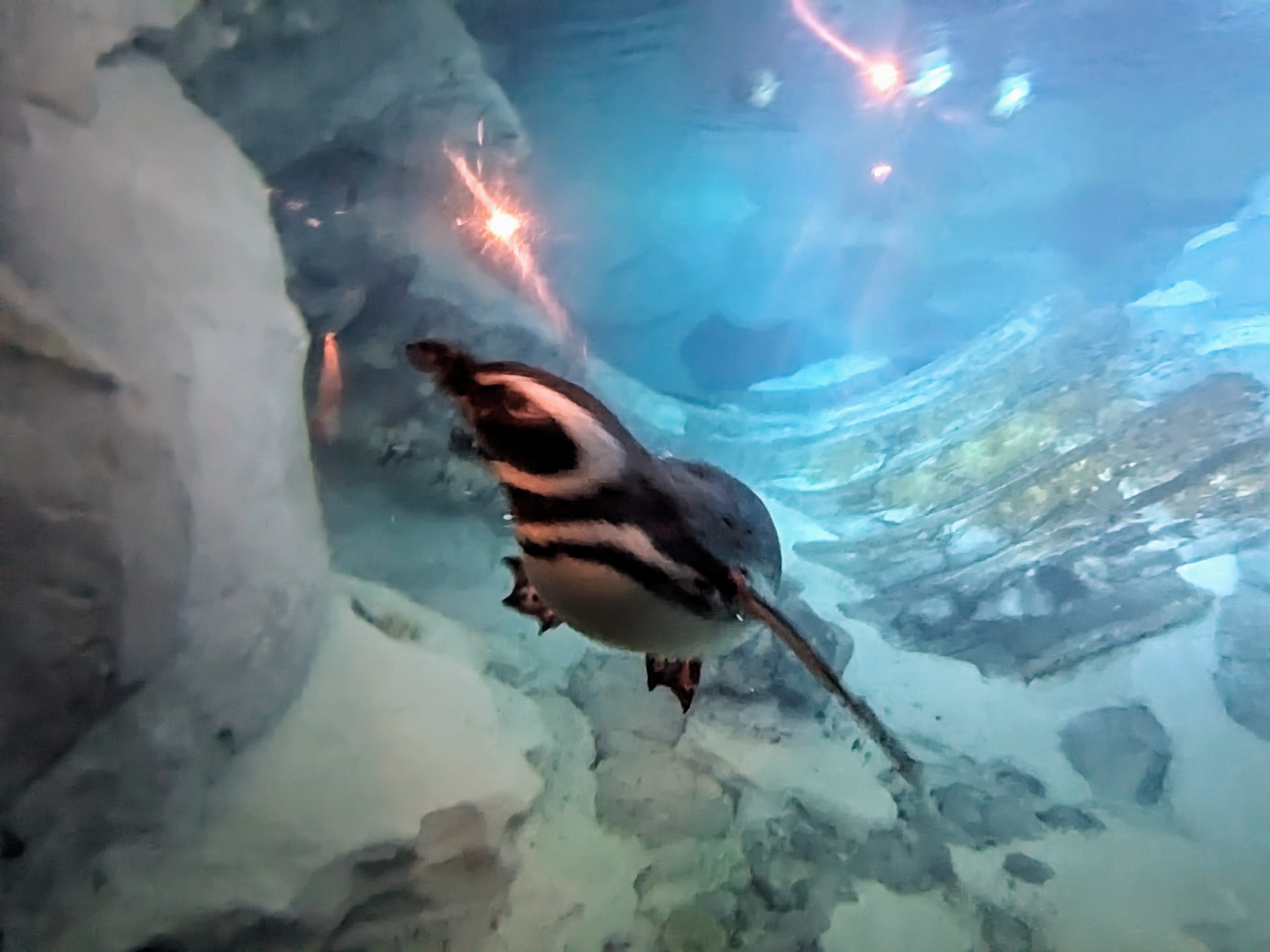 Wild Arctic - Magellanic penguins