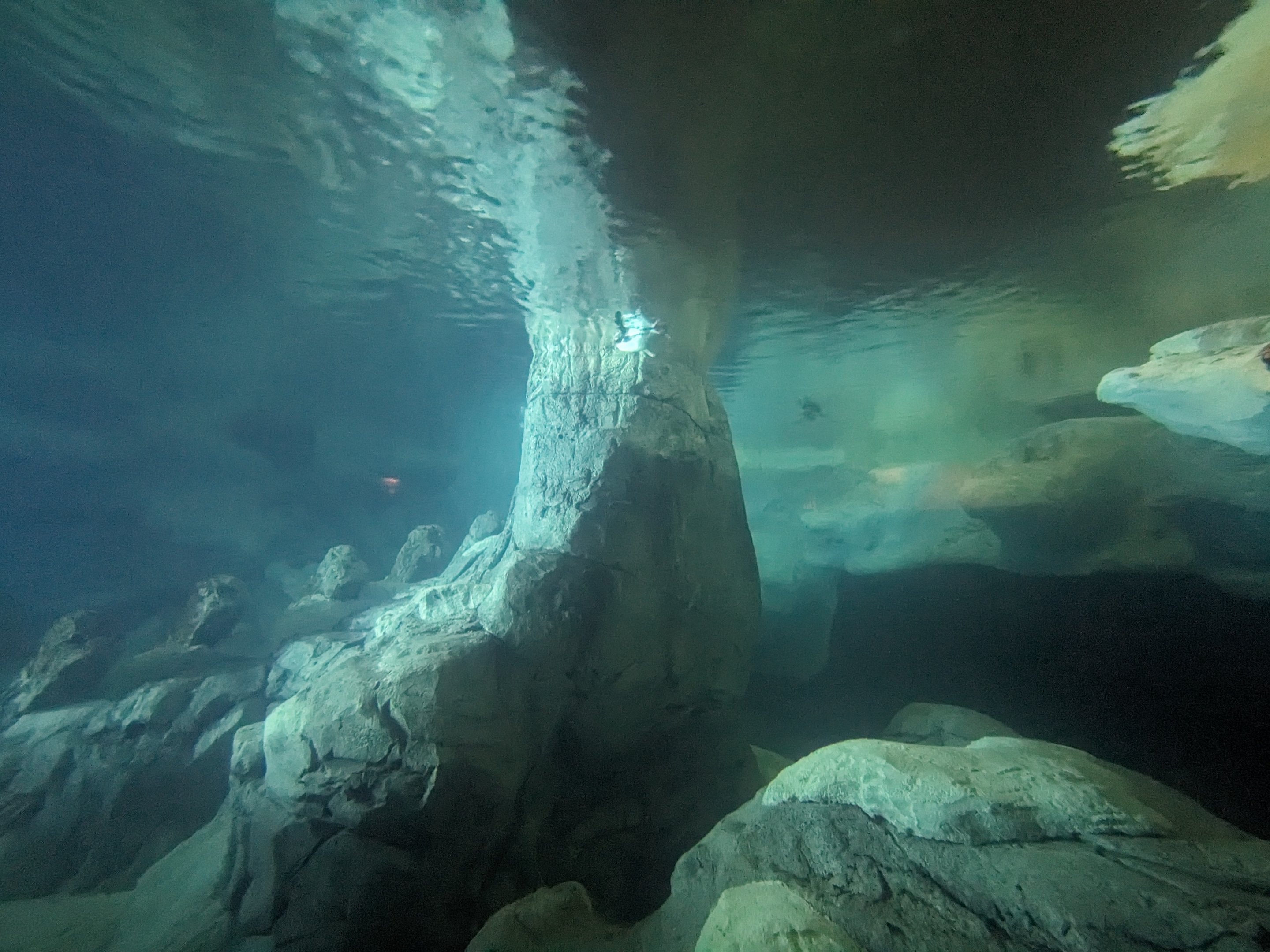 Wild Arctic - Magellanic penguins