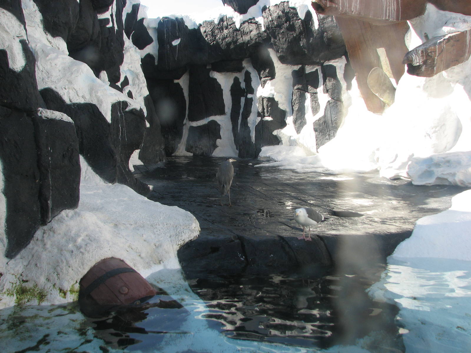 Wild Arctic - Pacific Walrus Exhibit