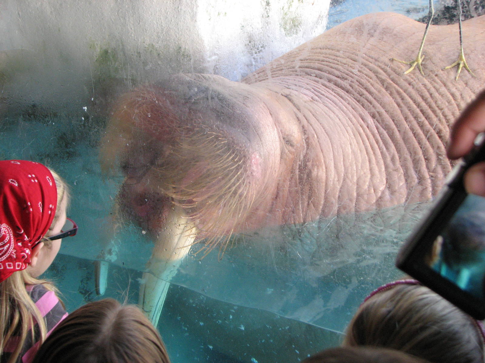 Wild Arctic - Pacific Walrus