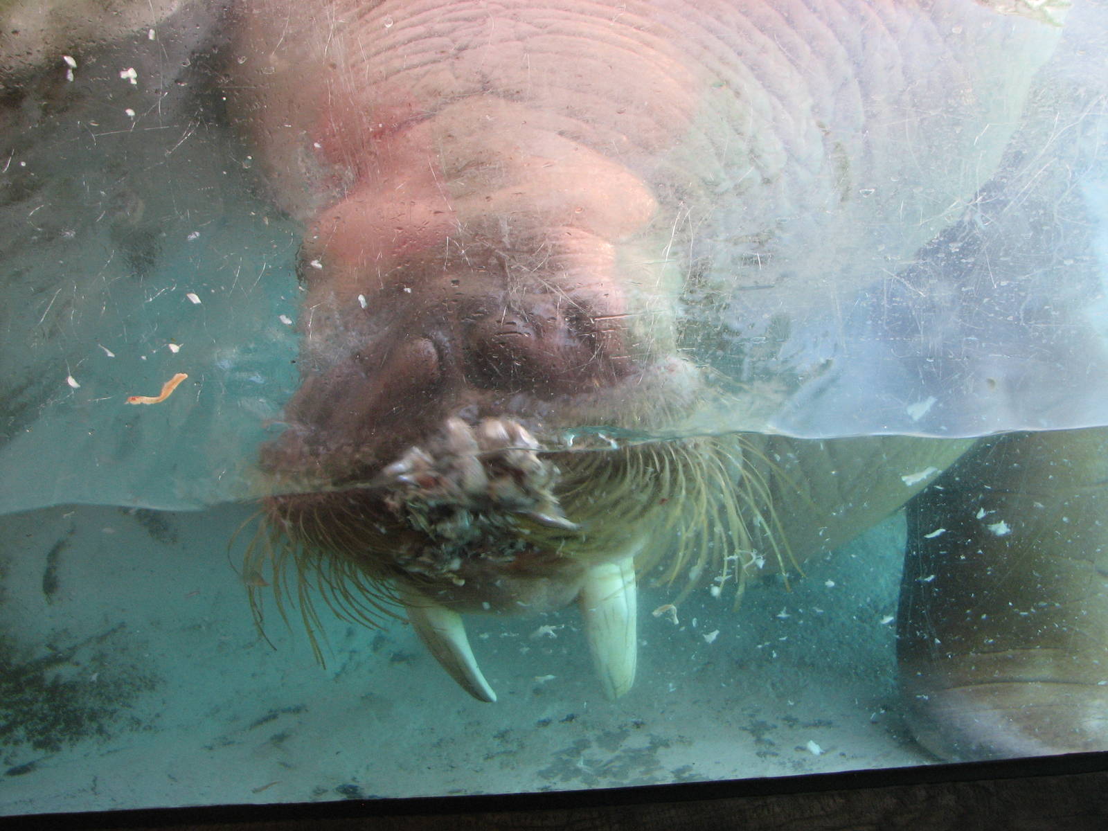 Wild Arctic - Pacific Walrus